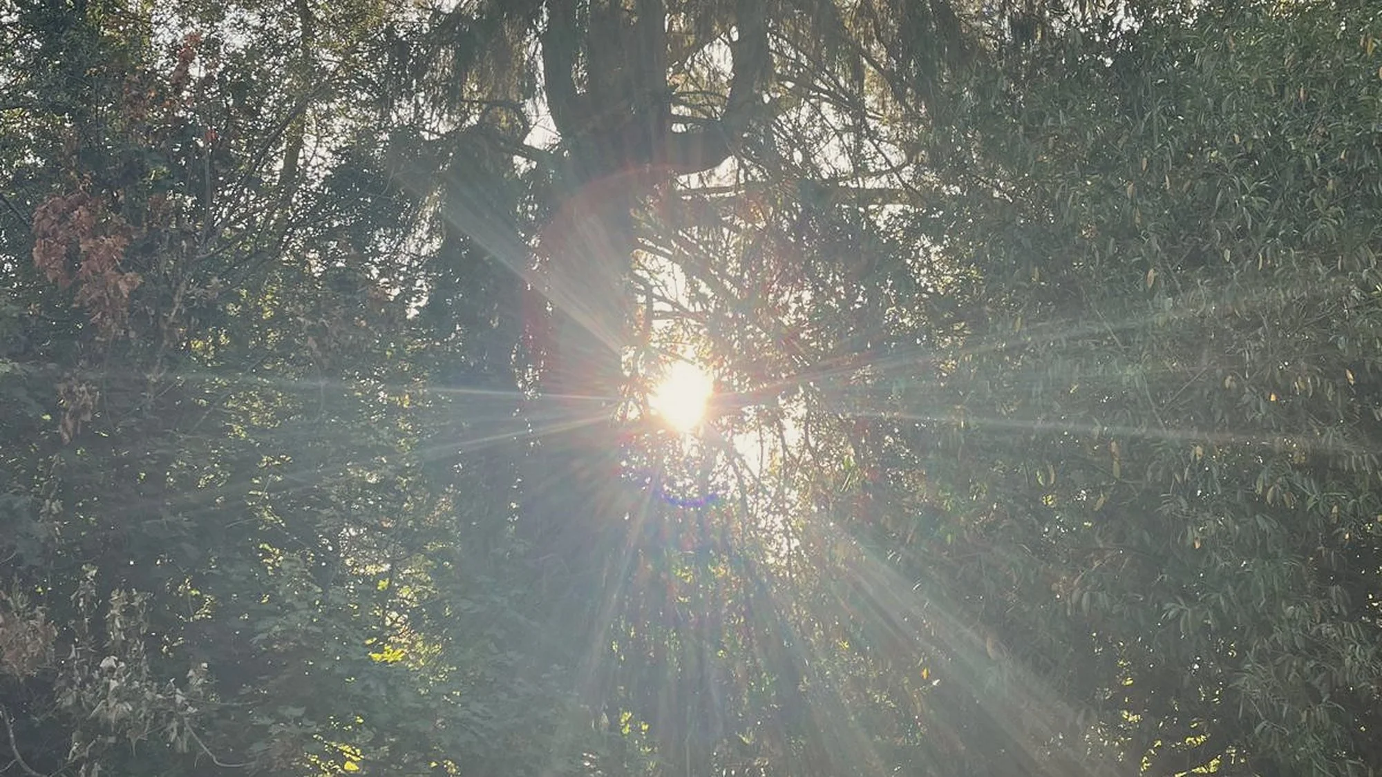 Sunlight streaming through woodland trees