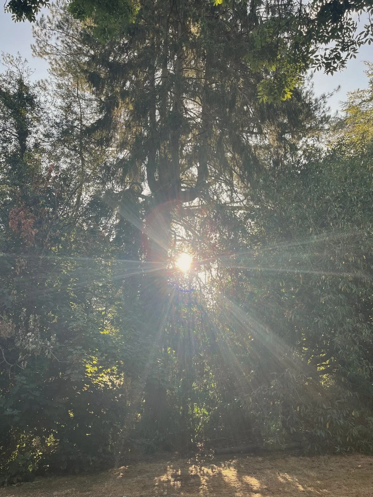 Sunlight bursting through tall woodland trees
