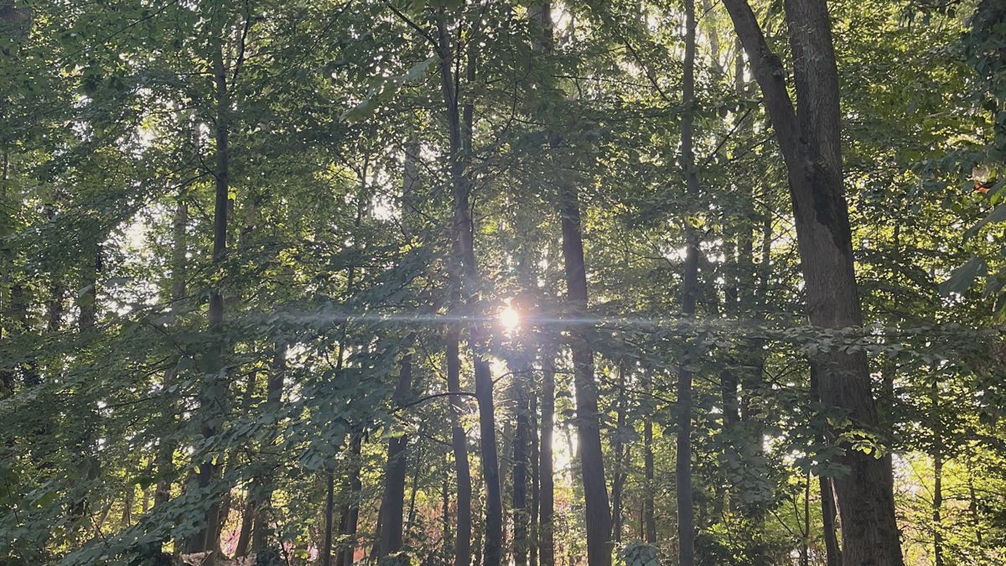 Low sun shining through woodland trees