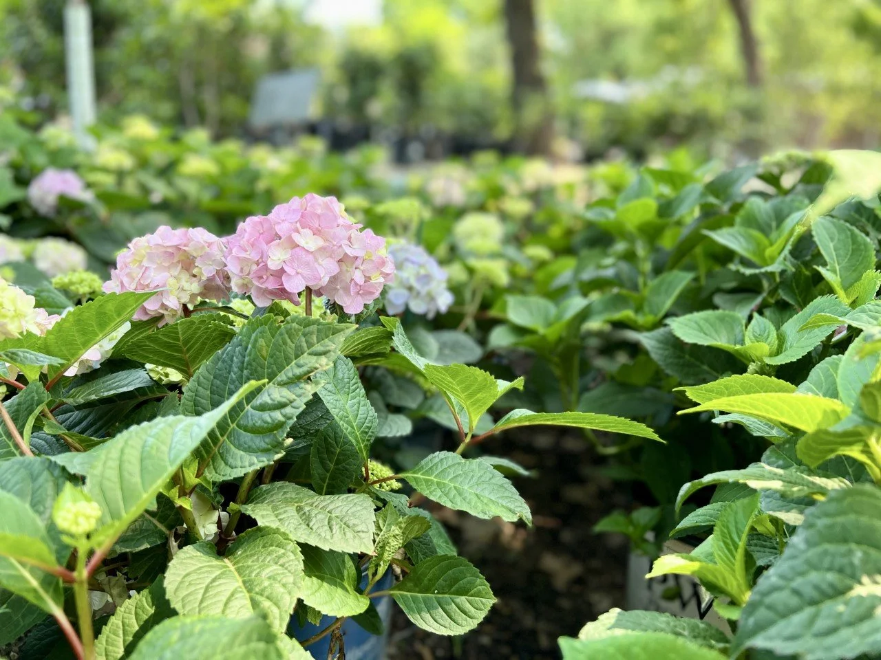 Pink hydrangeas in bloom on the Blooming Colors garden center plant displays