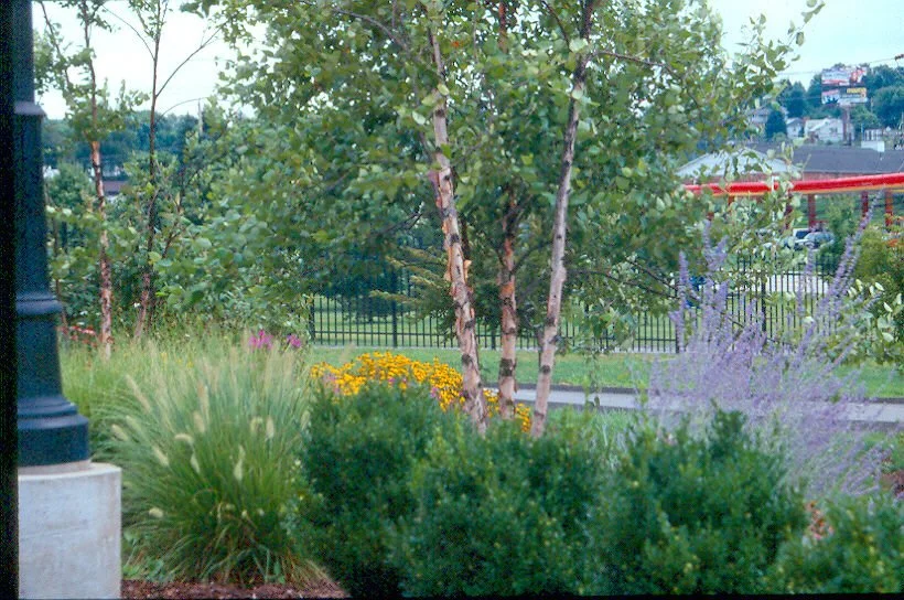 Mylan22.jpg