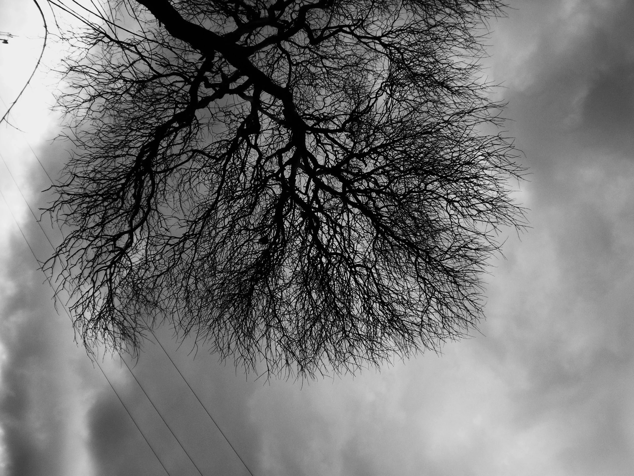 Ramas de un árbol vistas desde abajo, en blanco y negro.
