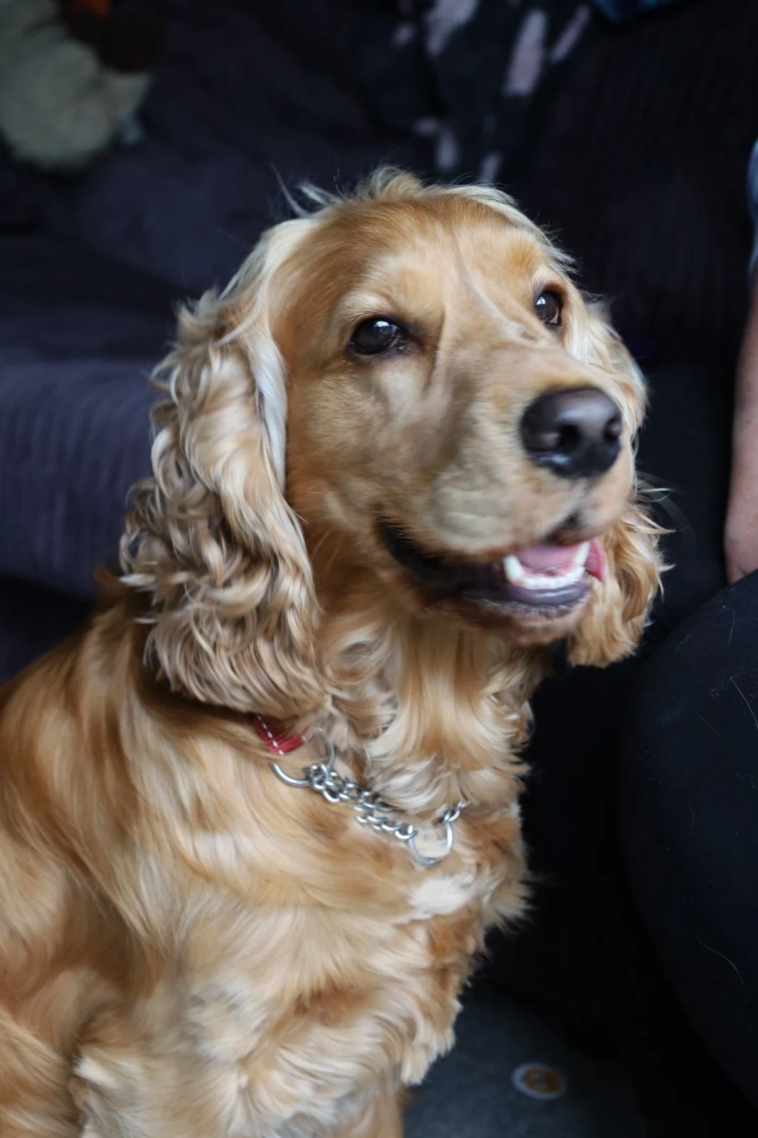Close-up of a golden retriever dog with long, curly ears and a shiny collar, sitting indoors on a dark sofa.