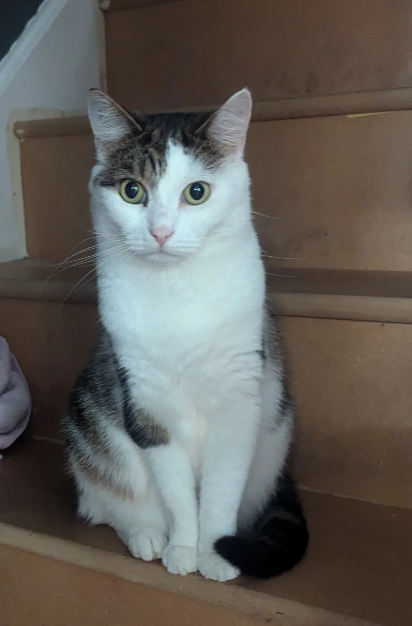 A black and white cat with yellow eyes sitting on a wooden staircase.