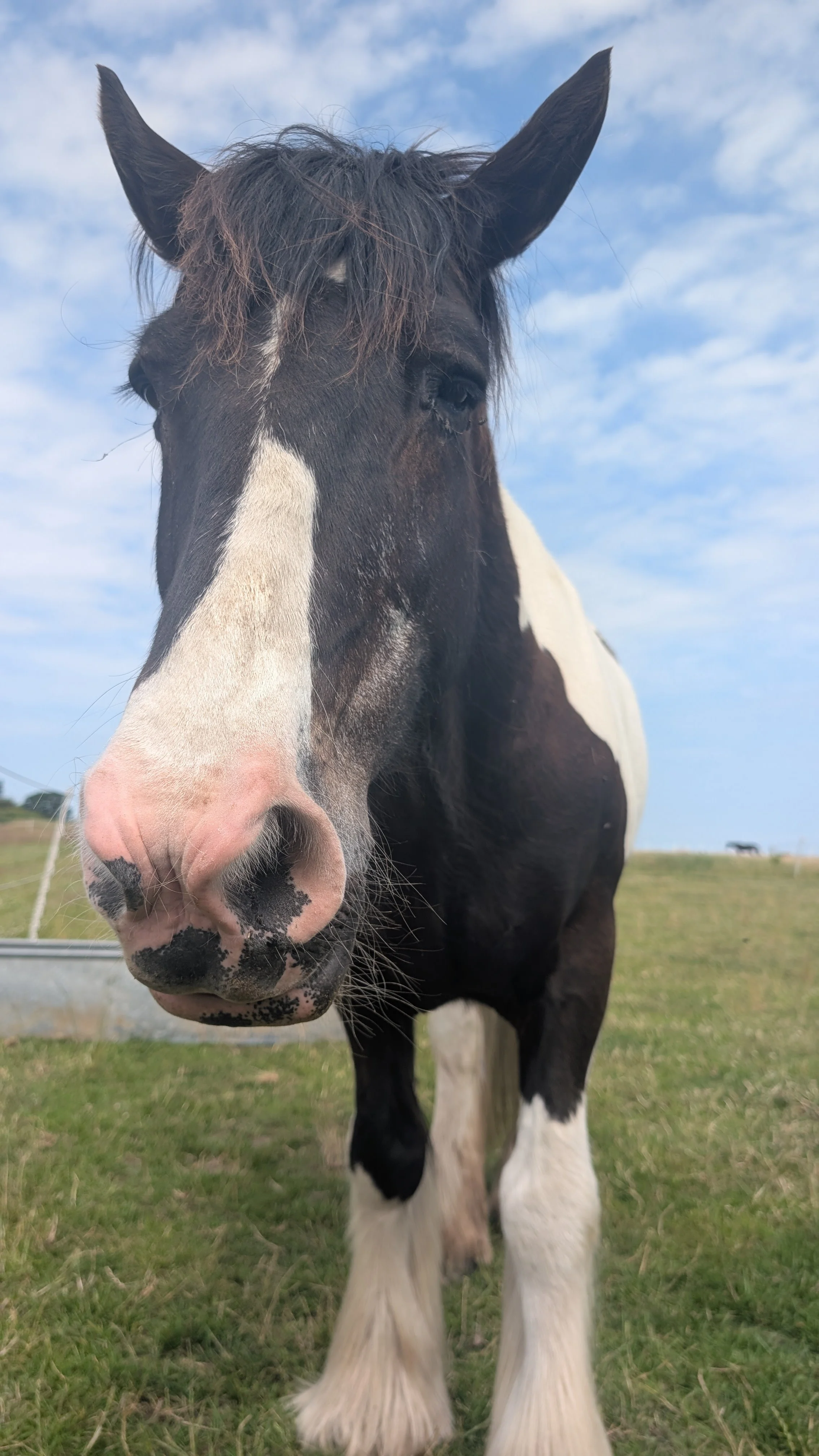 A close-up photo of a black and white horse standing outdoors on a grassy field with a blue sky and clouds in the background.