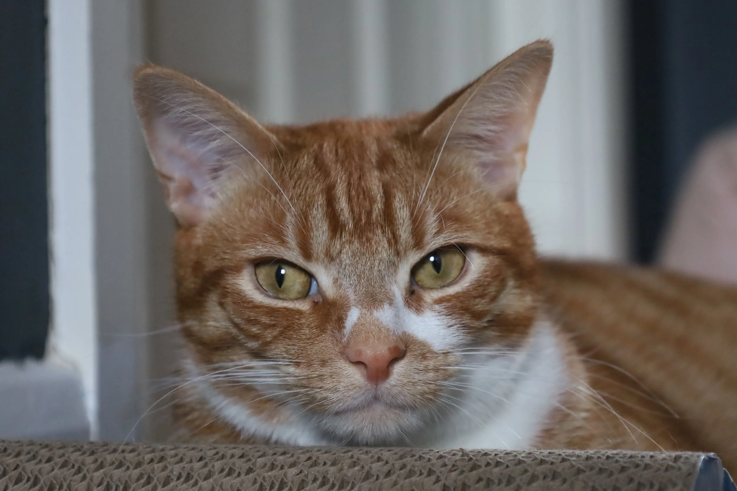Close-up of an orange tabby cat lying down, partially hiding behind a surface, with green eyes and alert ears.
