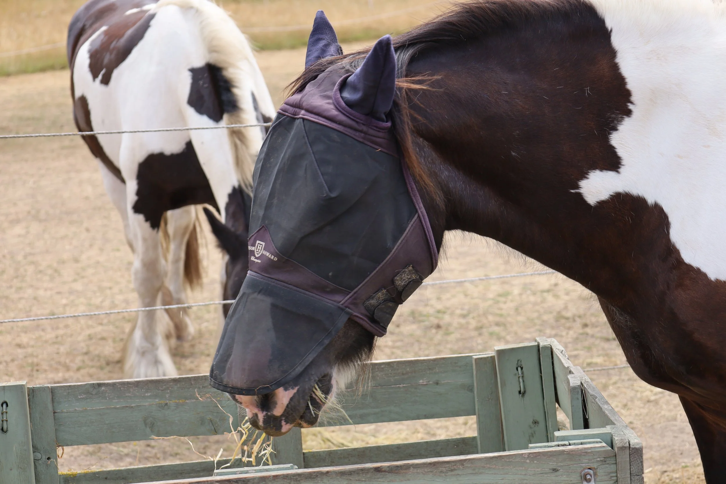 A horse with a black and white coat wears a leather mask over its eyes and is nibbling on hay from a small green wooden feed area. In the background, another white and black spotted horse is standing behind a fence on a dirt or grassy field.