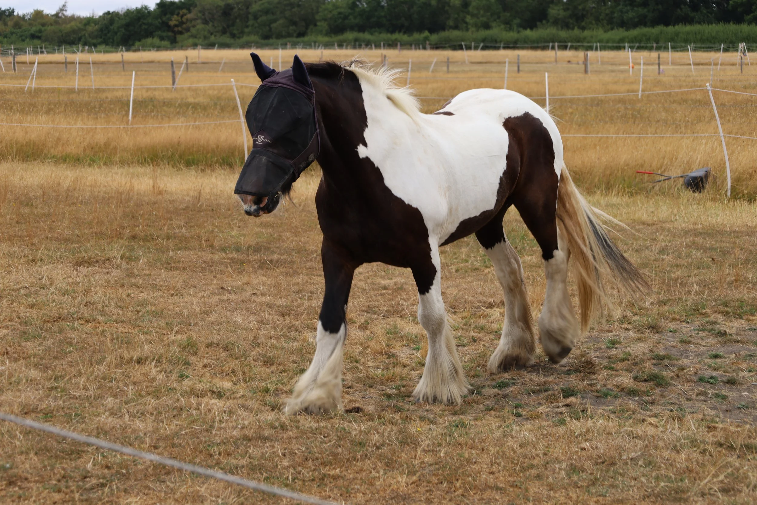 A black and white pinto horse in a dry, grassy field, wearing a fly mask and near a wire fence, with green trees in the background.