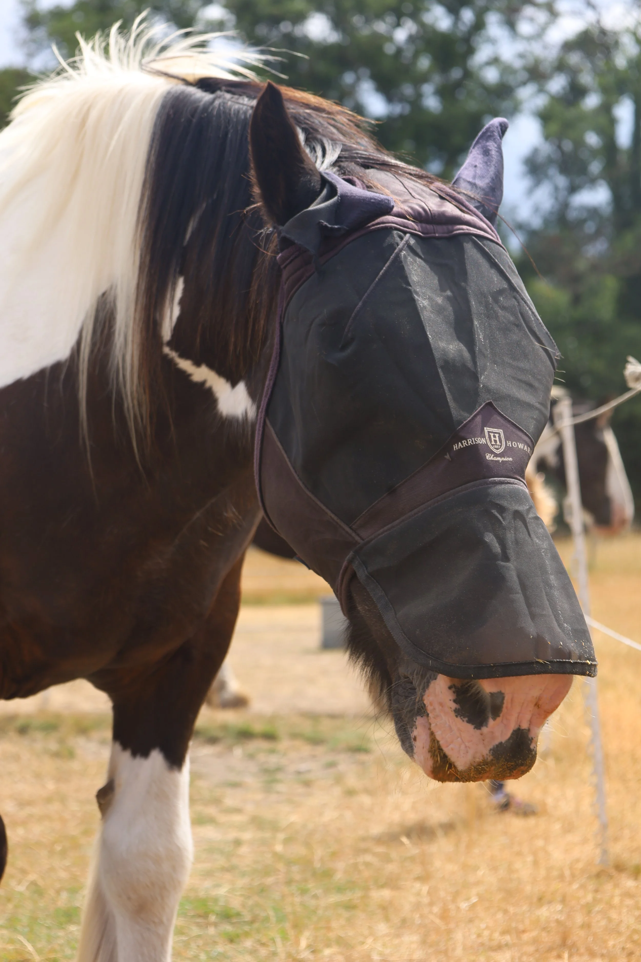 A horse with a black and white coat wearing a black blanket, standing outdoors with trees in the background.