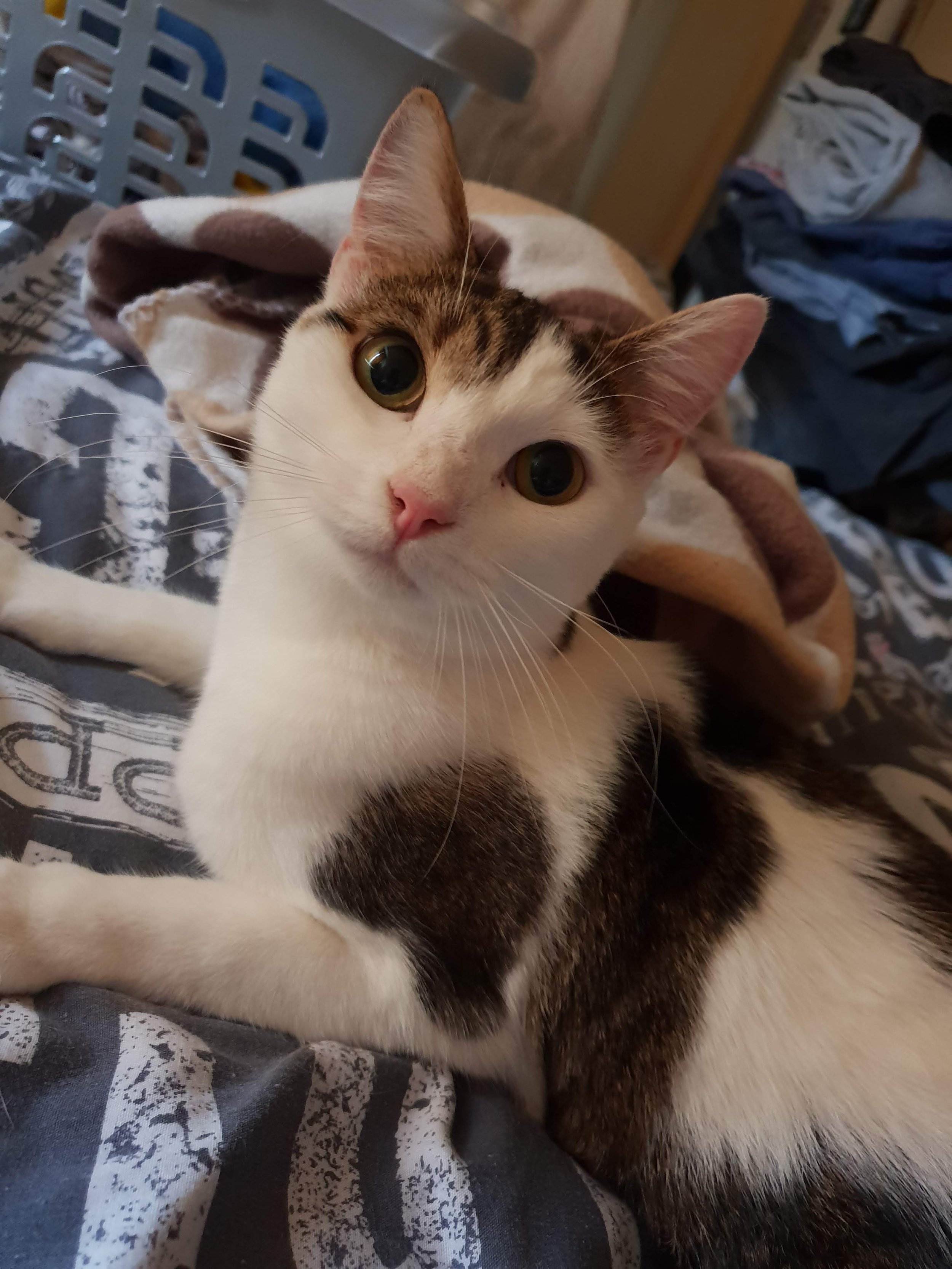 Close-up of a white and brown tabby cat lying on a blanket with a print of a dog. The cat has large, round, green eyes and pink nose, looking up at the camera.