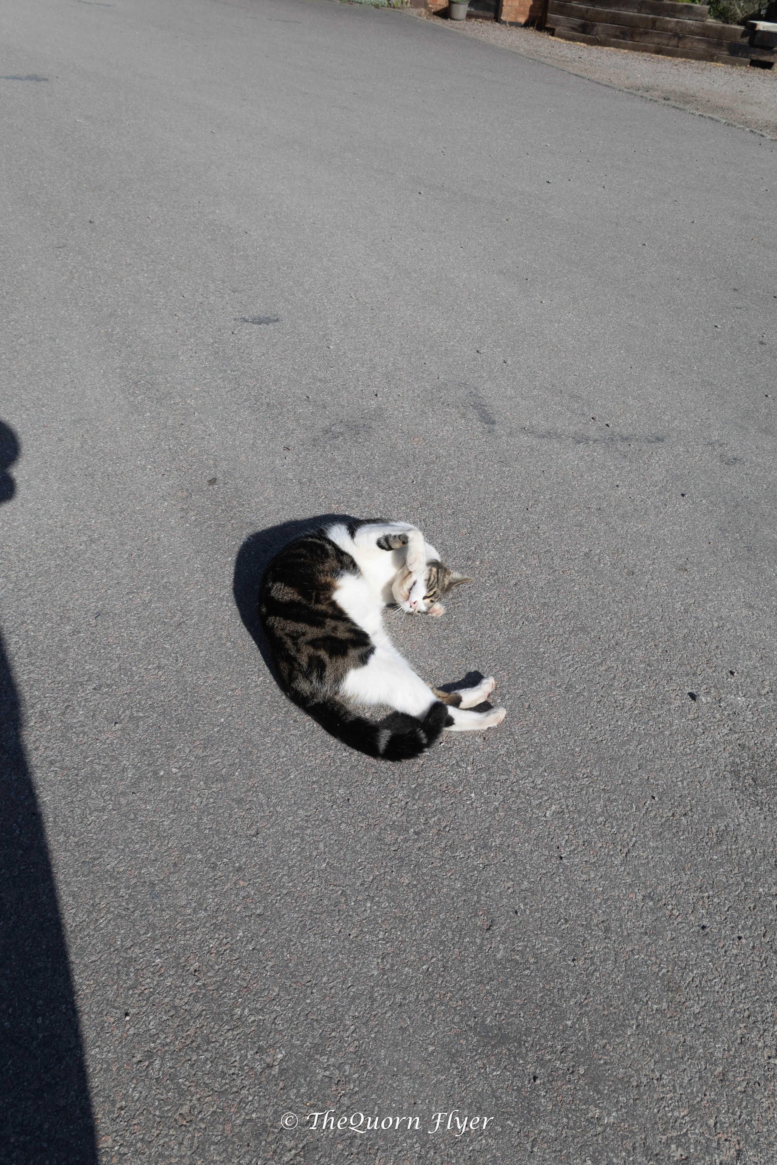 A black and white cat lying on its back on a paved surface, grooming itself with its eyes closed.