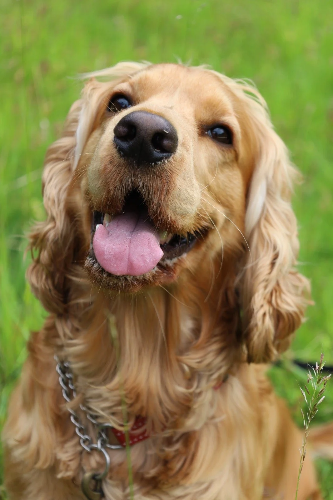 Golden retriever dog with tongue out in a grassy field.