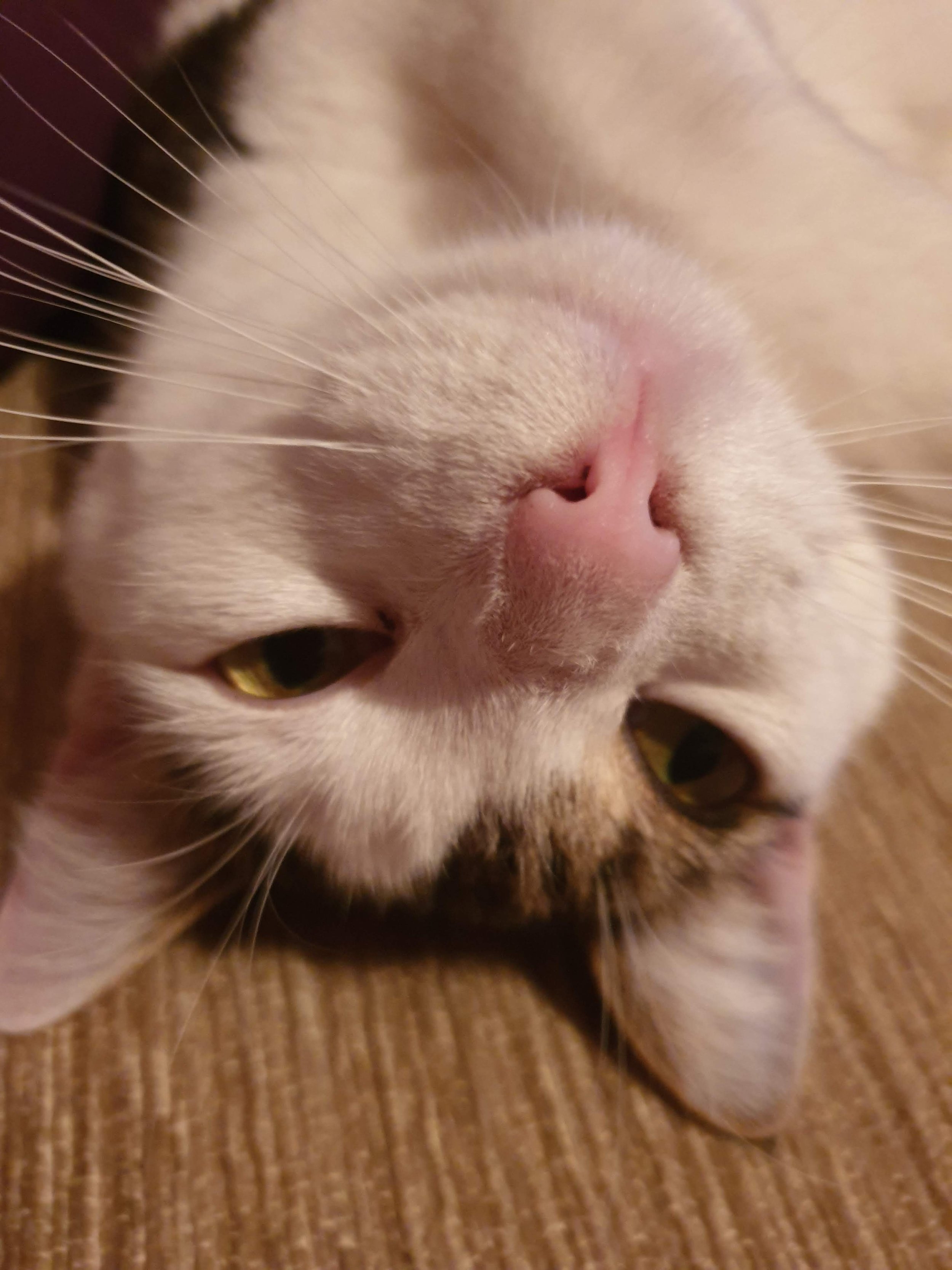 Close-up of a cat's face focusing on its pink nose, white fur, and partially visible eyes with a yellowish hue. The cat is lying on a brown textured surface.