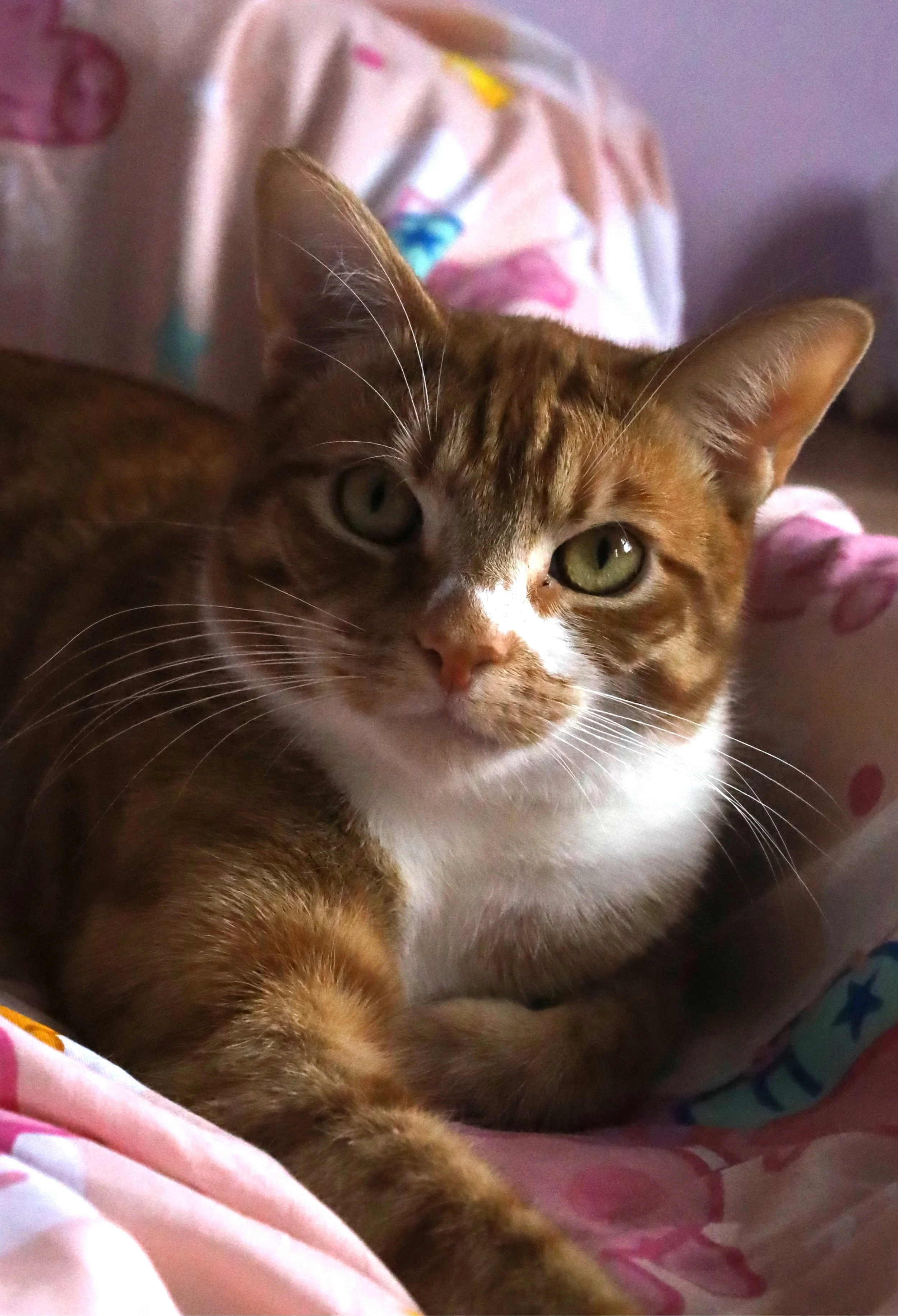 Close-up of a brown tabby cat with green eyes resting on soft pink and purple fabric.