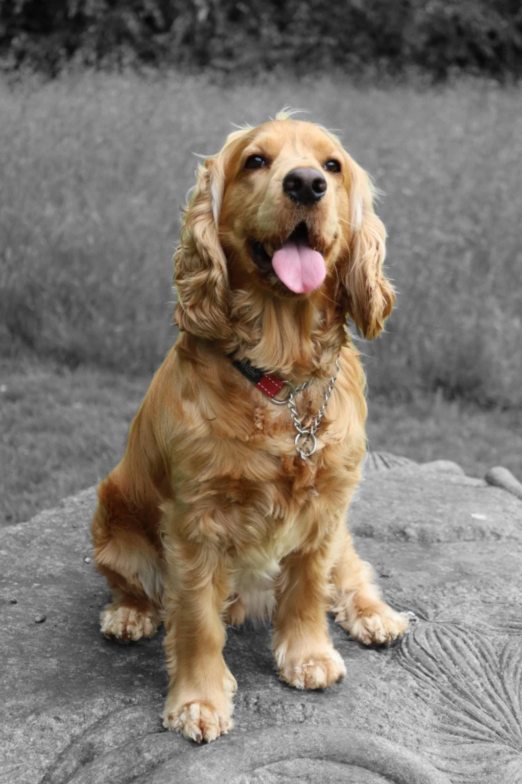 A golden retriever sitting on a rock with its tongue out, with a blurred natural background in black and white.