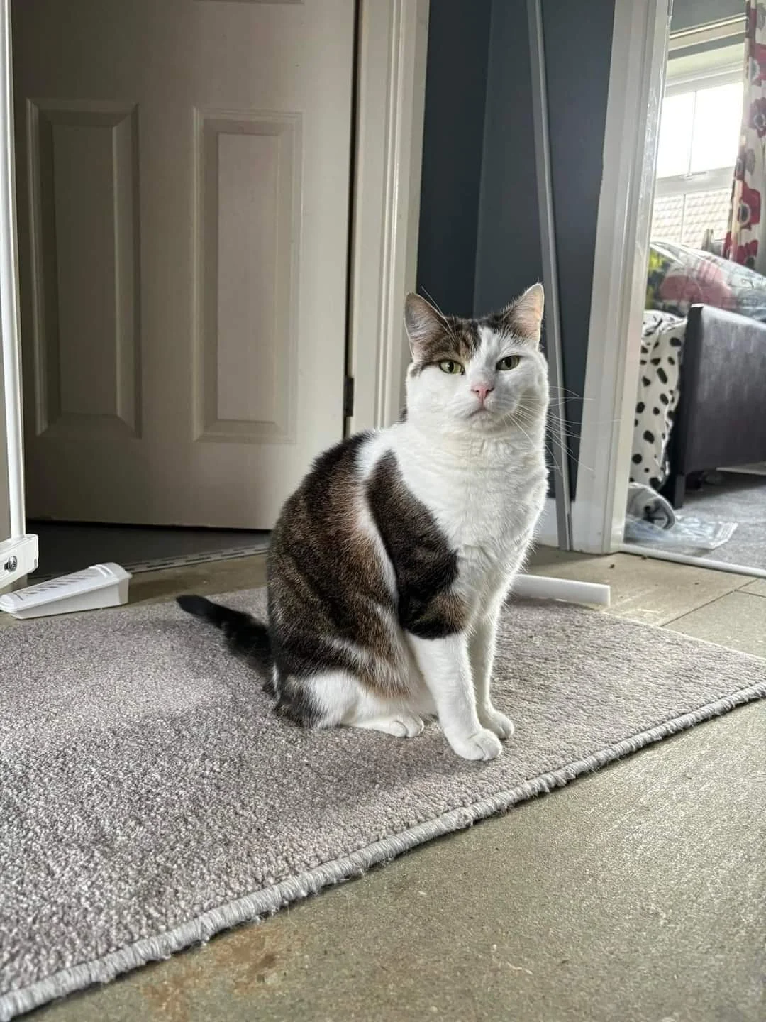 A black and white cat sitting on a beige rug near a doorway in a living room, with a window and furniture in the background.