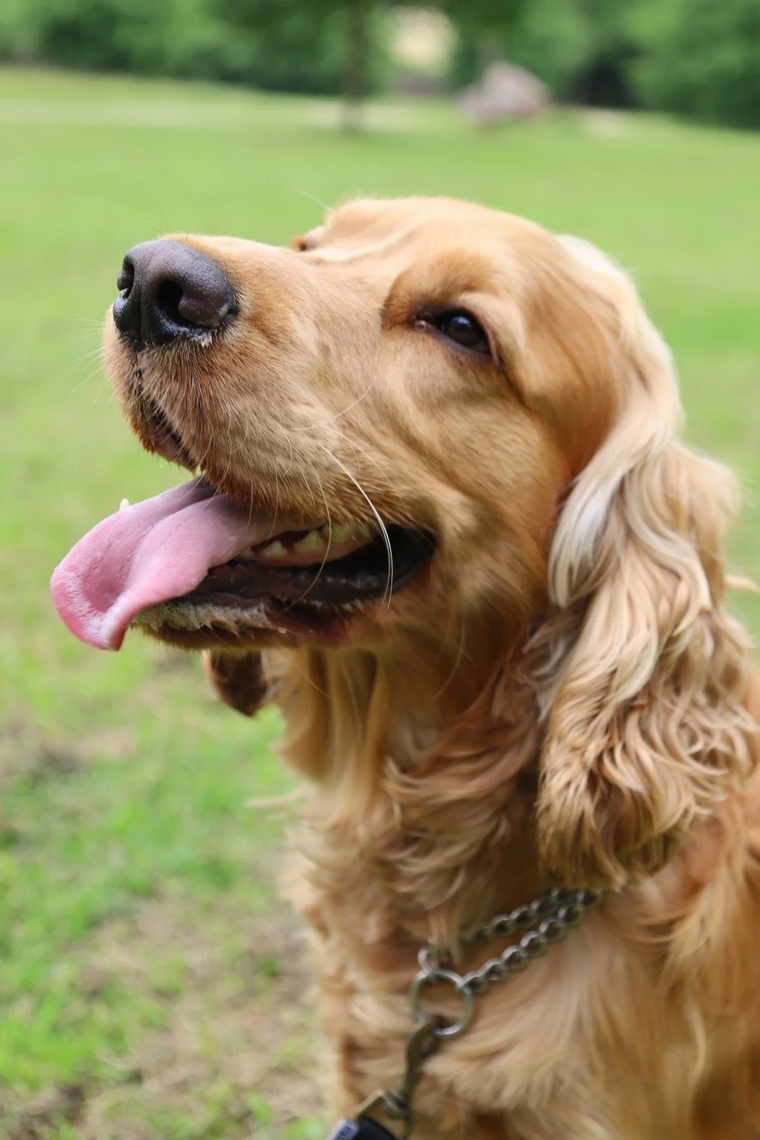 Close-up of a golden retriever dog with its tongue out, outdoors on a green grassy area.