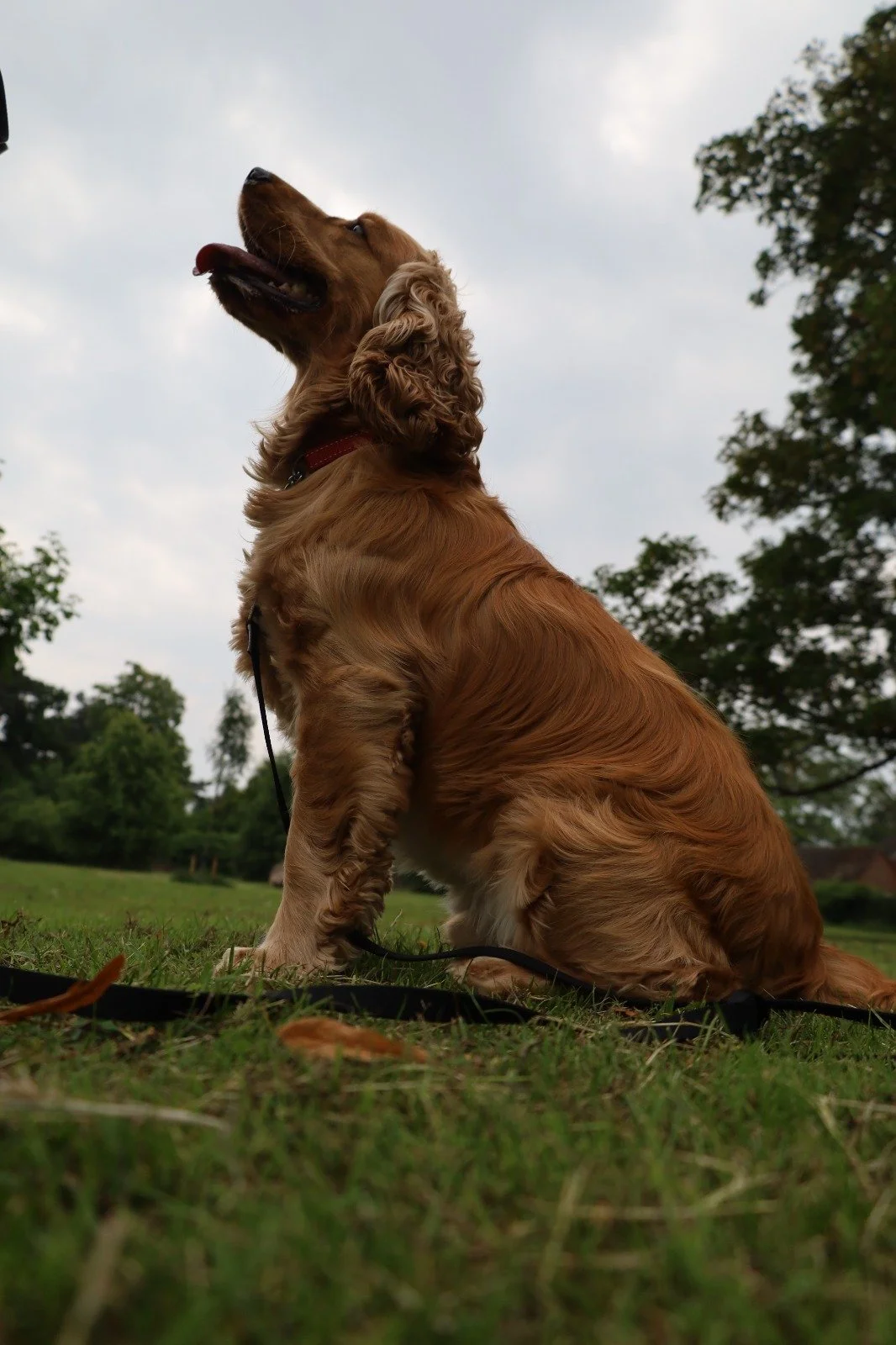 A golden retriever dog sitting on green grass in a park looking up at the sky with clouds and trees in the background.