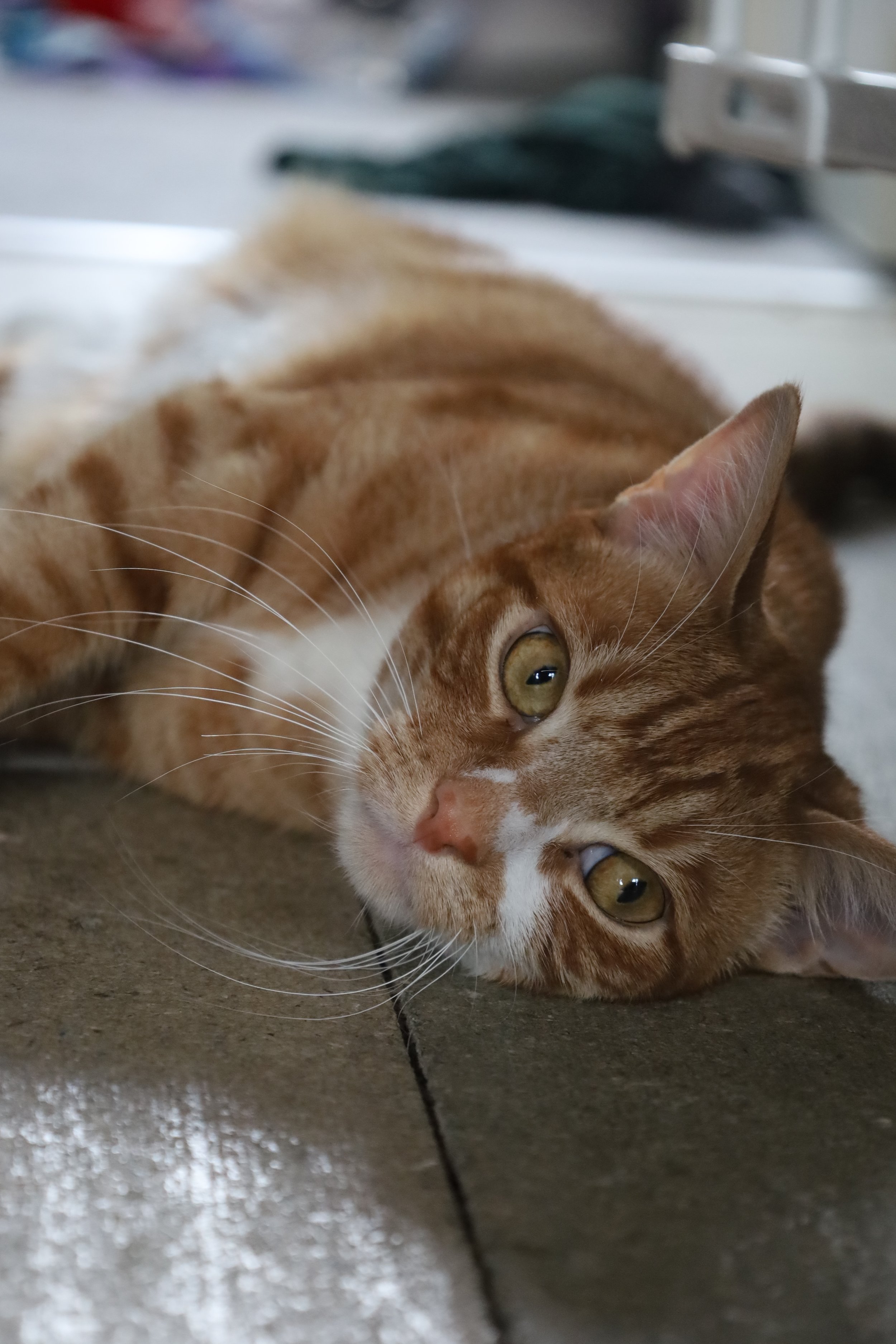 Close-up of an orange tabby cat lying on a tiled floor, with its head turned to the side and looking at the camera.