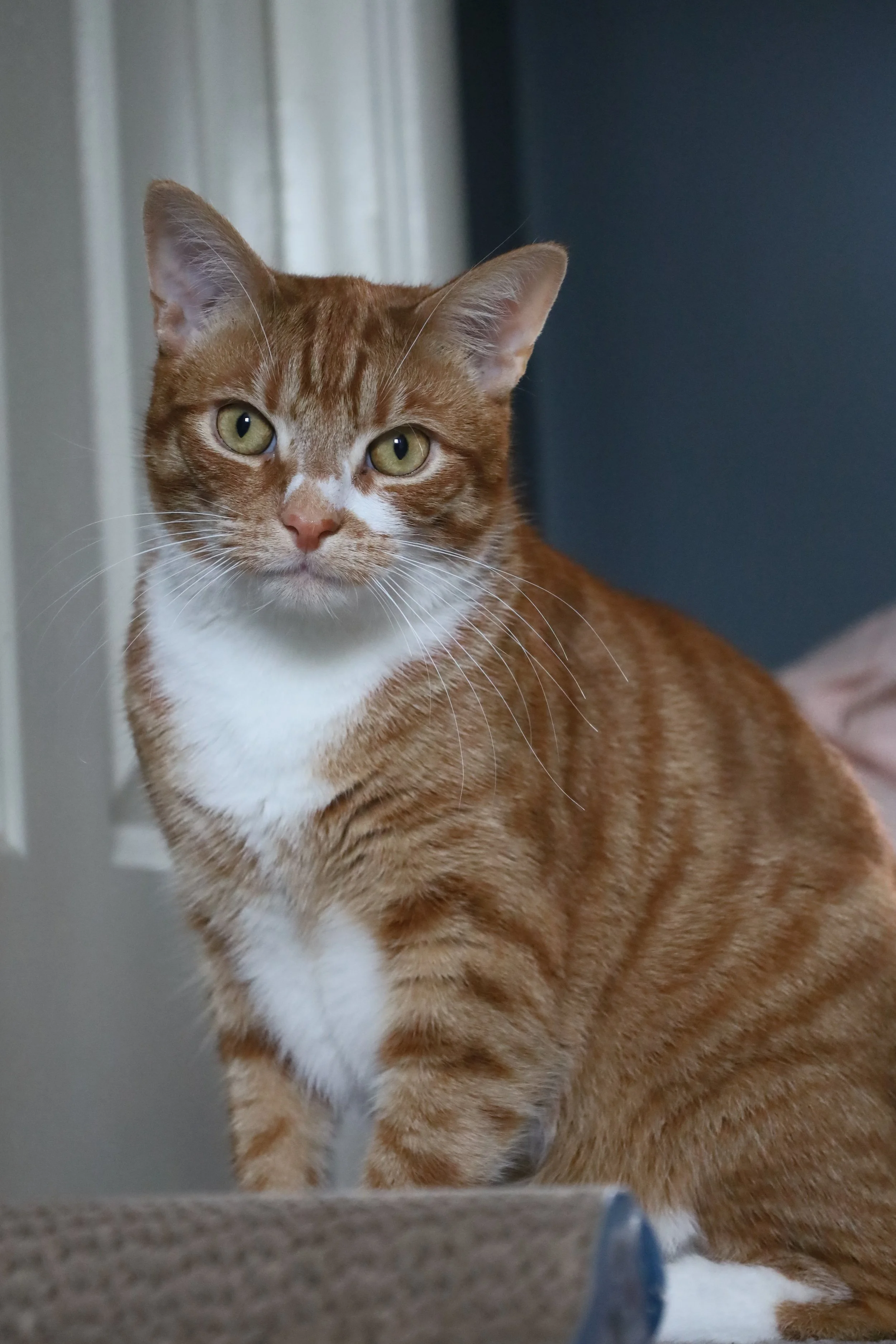 Close-up of an orange and white tabby cat with green eyes, sitting indoors near a gray wall and white curtain.