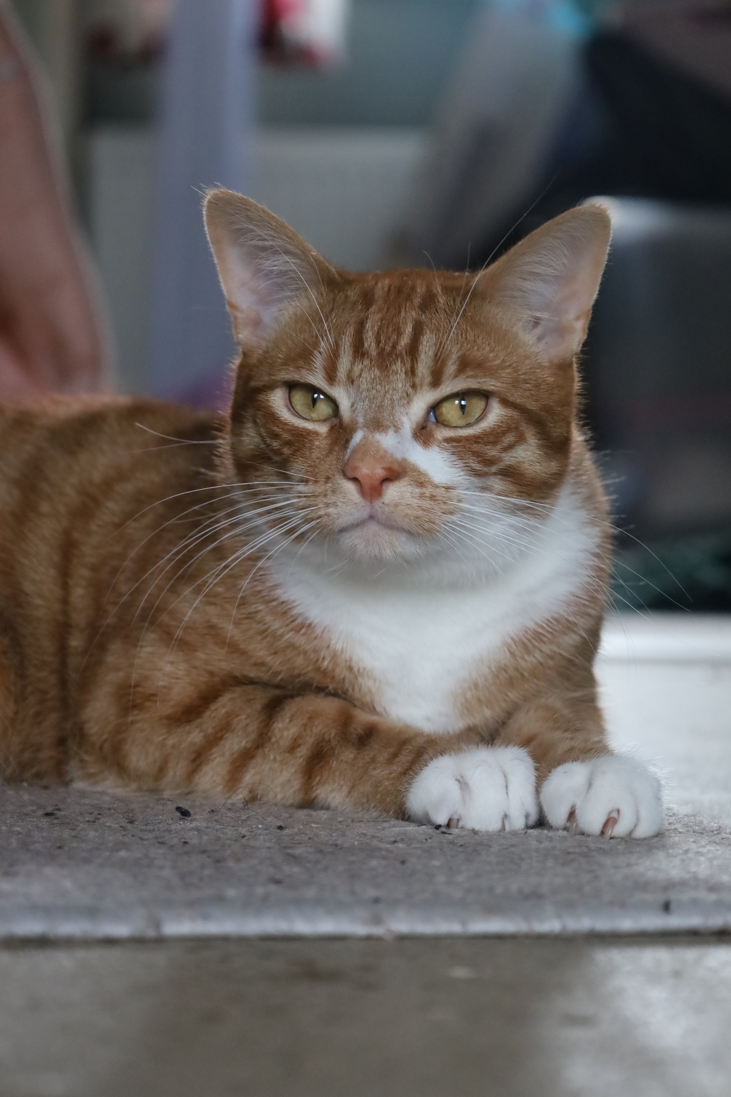 A close-up of an orange tabby cat with white paws and chest, lying on a concrete surface with its front paws crossed, looking directly at the camera.