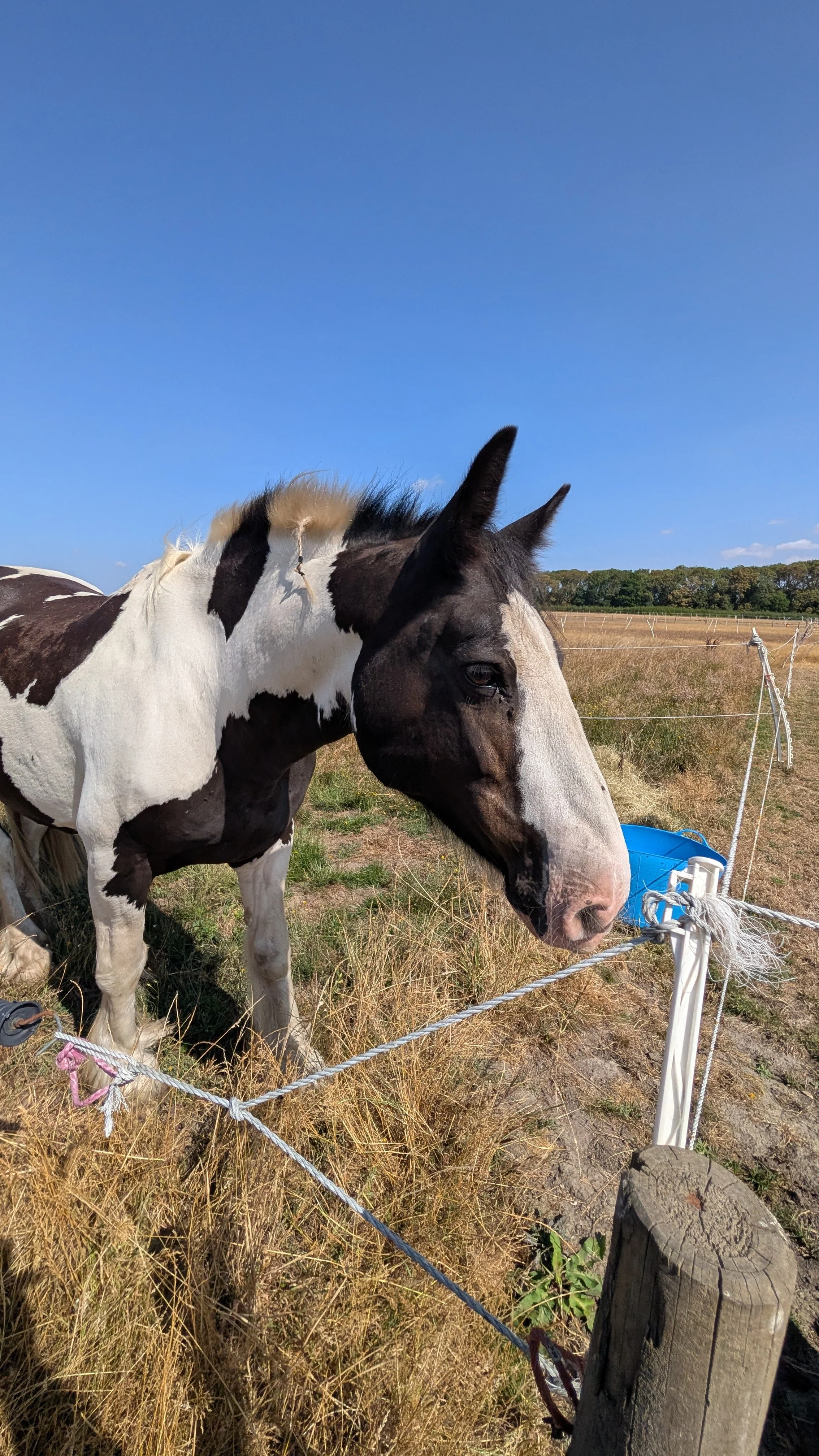 A black and white horse standing in a fenced pasture under a clear blue sky, near a blue water trough, with trees in the background.