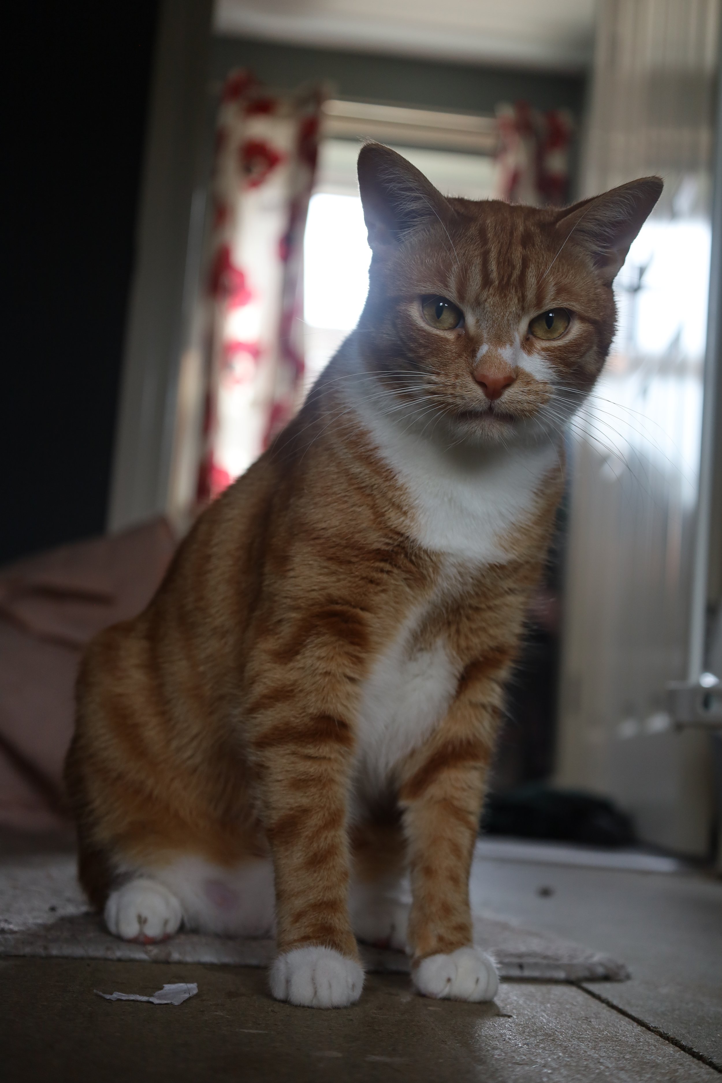 A ginger and white cat with yellow eyes sitting on a tiled floor in front of a door, with curtains and a window in the background.