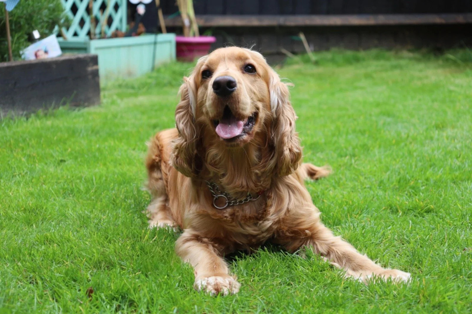 A golden retriever dog lying on green grass in a backyard, looking at the camera with its tongue out.