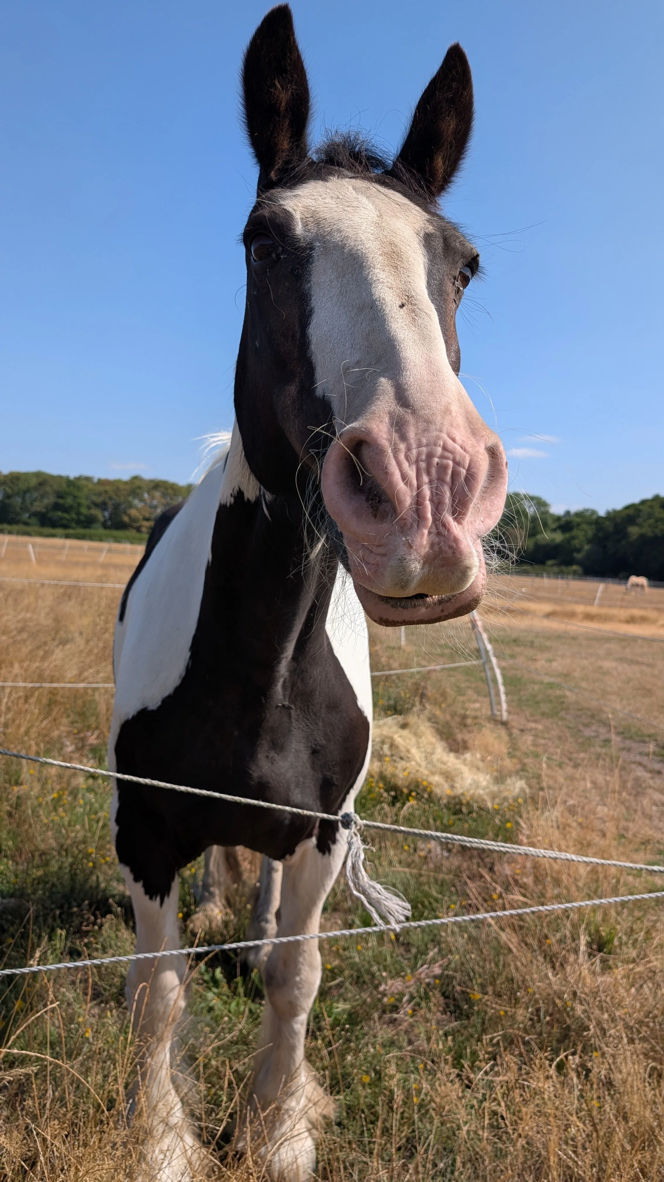 A close-up of a black and white horse with a mostly white face, large pink nose, and dark eyes, standing behind a wire fence in a grassy field under a clear blue sky.