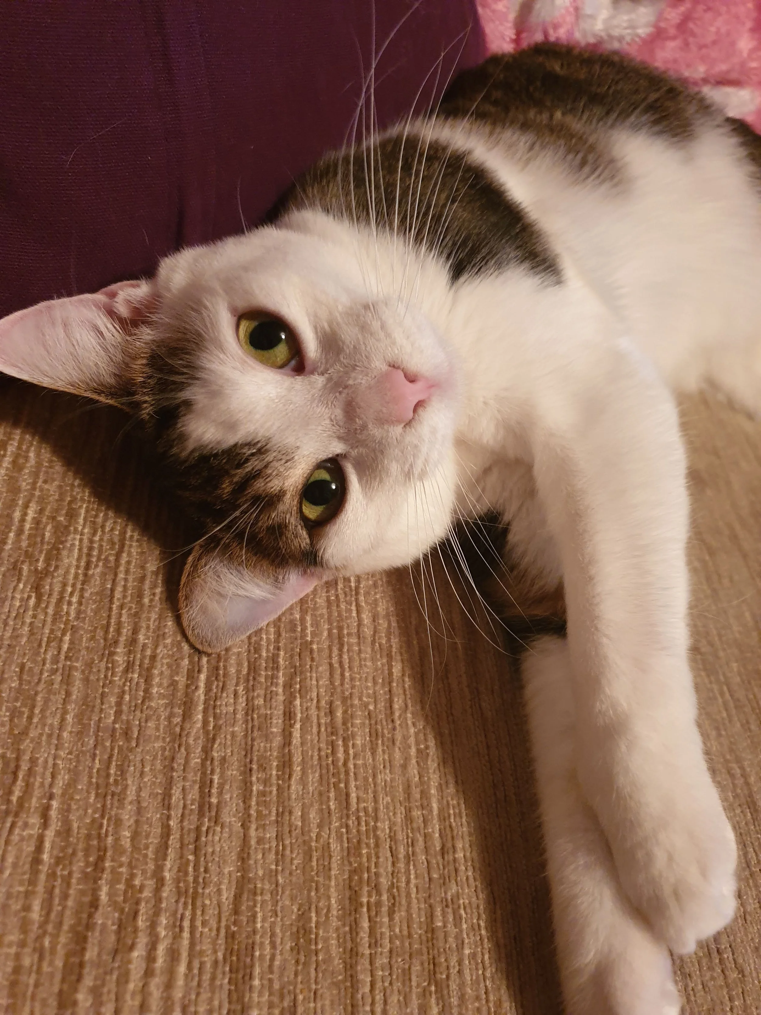A close-up of a domestic short-haired cat lying on a textured beige carpet, turned on its side, with its head resting on a soft pink blanket or pillow. The cat has a mostly white face with patches of brown and black tabby markings, green eyes, and a pink nose.