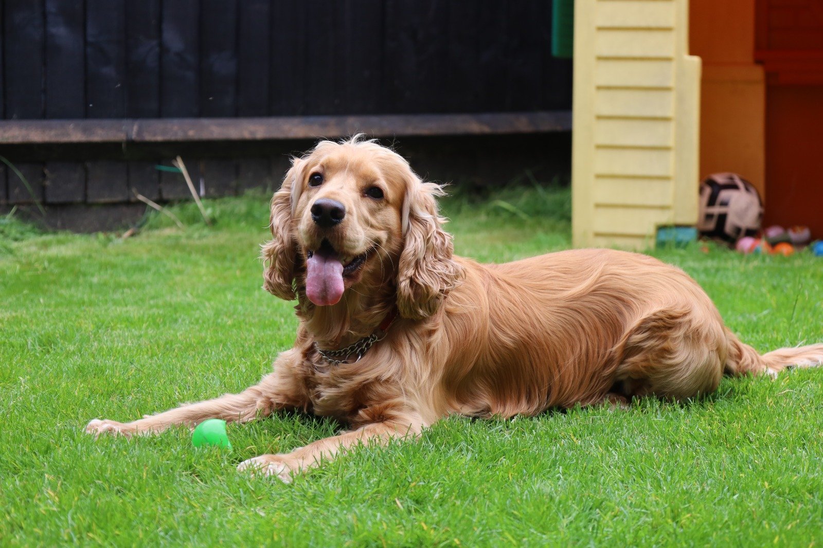 A happy golden retriever dog laying on green grass with its tongue out and a green ball in front. In the background, there is a black fence, a yellow shed, and some scattered dog toys.
