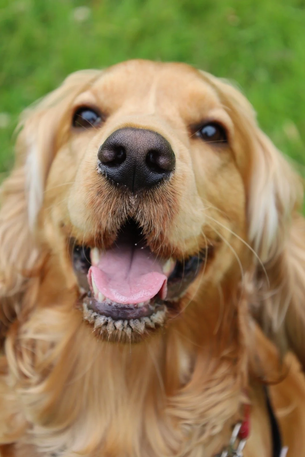 Close-up of a happy golden retriever with its mouth open, tongue out, and green grass in the background.