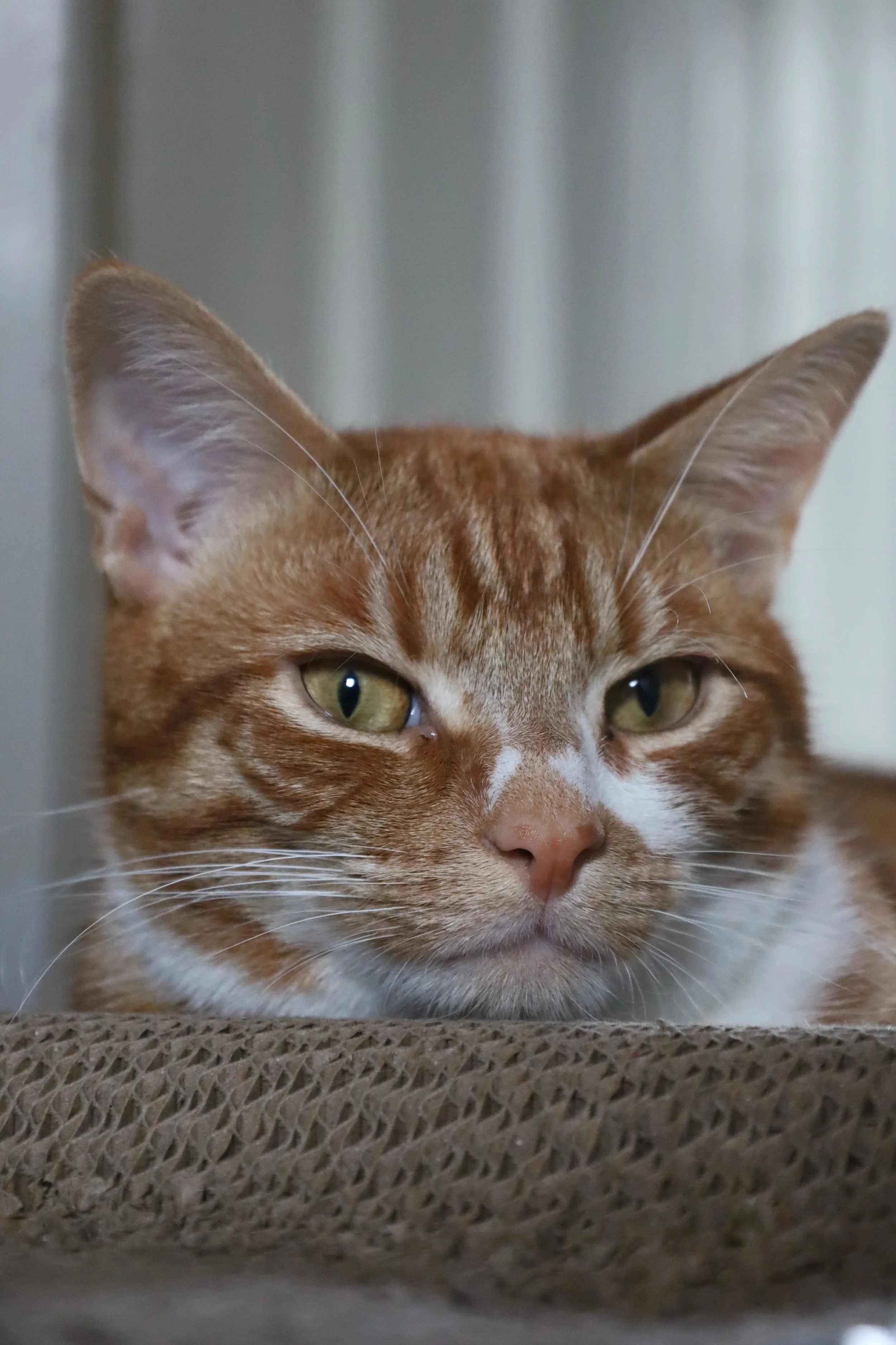 A close-up of an orange tabby cat's face, showing green eyes, ears, and part of its nose, with a blurred background.