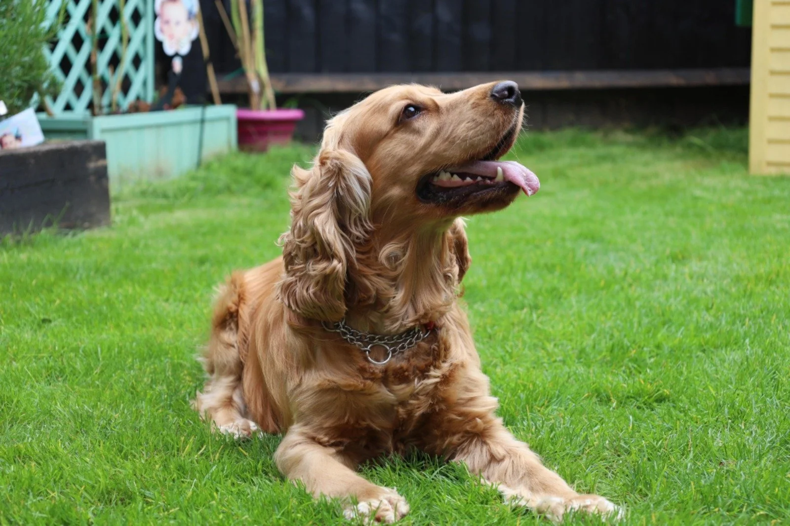 A golden retriever dog lying on green grass in a backyard, smiling with tongue out, wearing a chain collar.