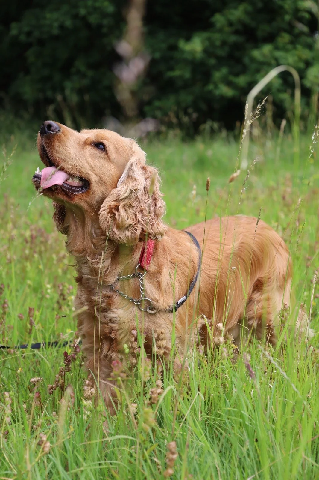 A golden retriever dog lying in tall green grass with a forest in the background, wearing a red collar with a chain and a harness.