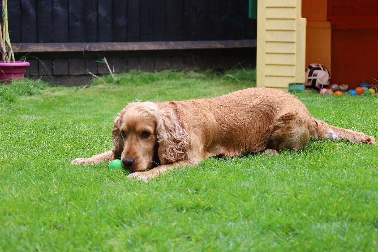 In the backyard, a golden retriever dog with long, wavy fur is lying on the grass, playing with a small green ball.
