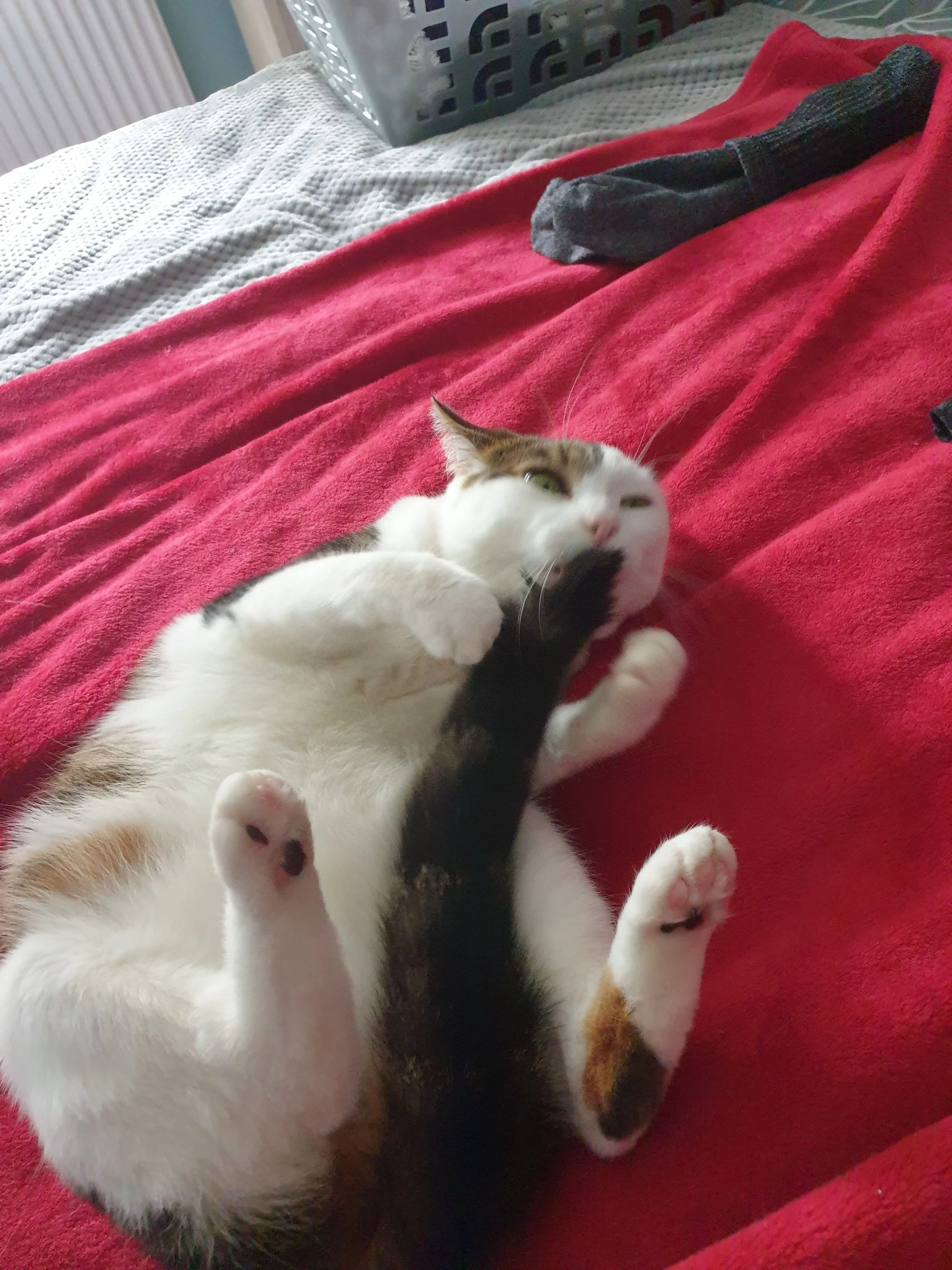 A calico cat lying on its back on a red blanket, with its head tilted slightly and mouth open. The cat has white, orange, and black fur, and is positioned in the lower right corner of the image.