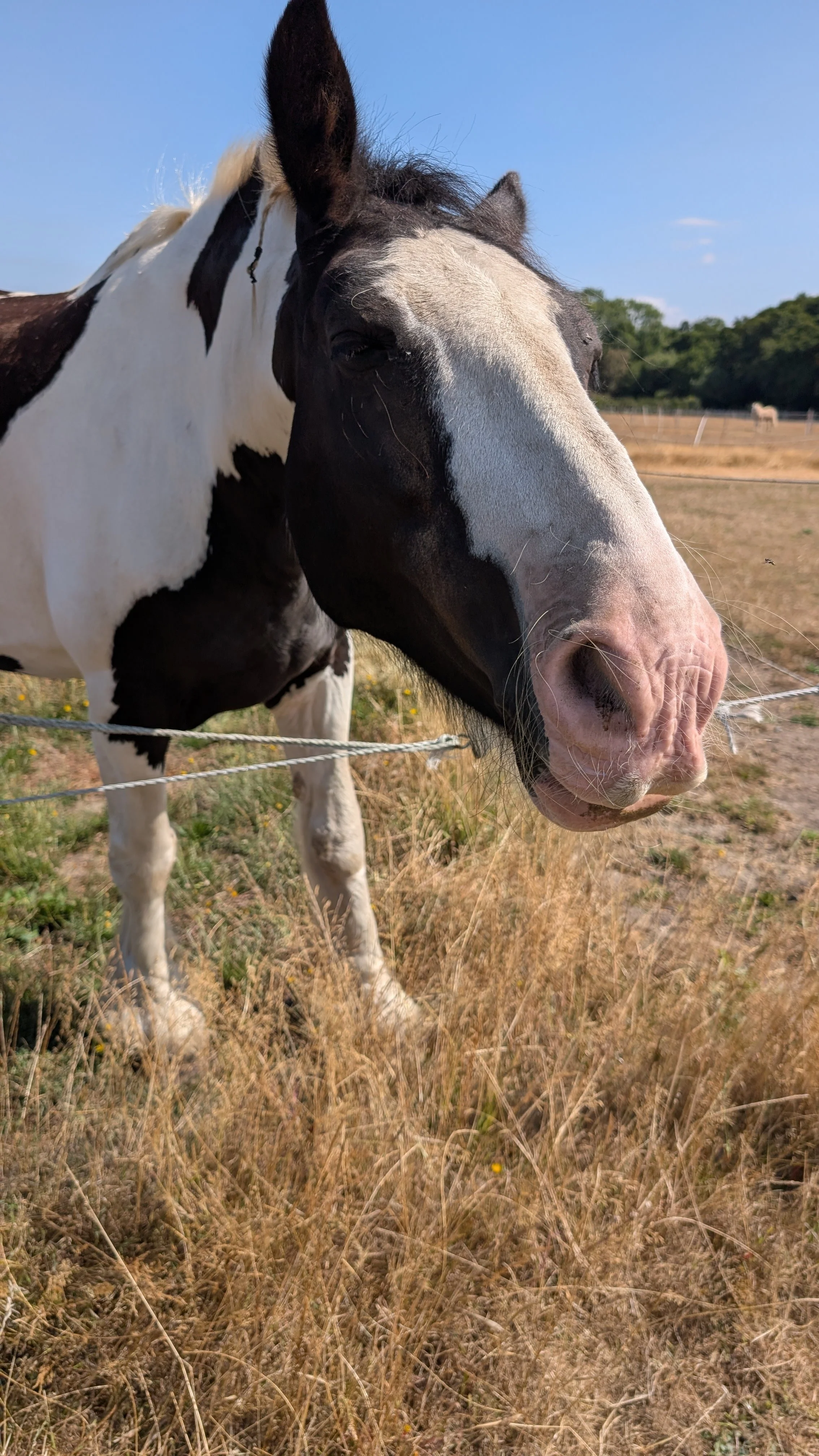 A black and white horse standing behind a wire fence on a grassy field under a clear blue sky.