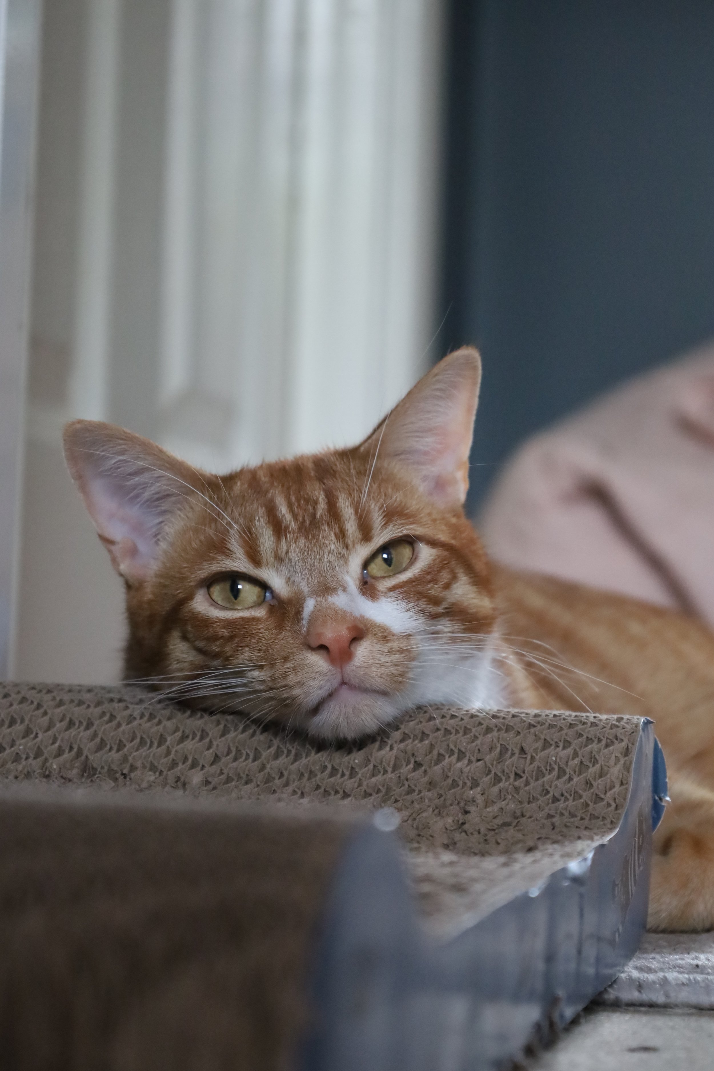 Orange tabby cat lying down on a cardboard scratcher, resting its head and looking directly at the camera.