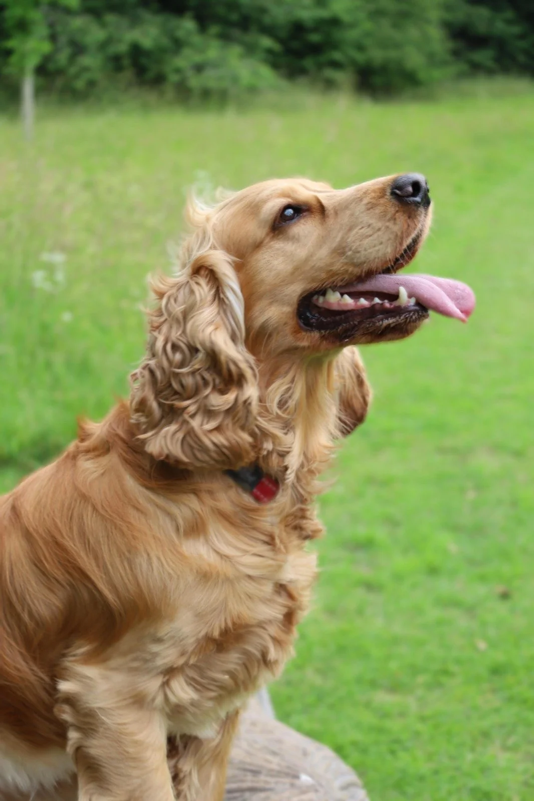 Golden retriever dog outdoors in a grassy area, sitting on a log with eyes closed, tongue out, and panting.