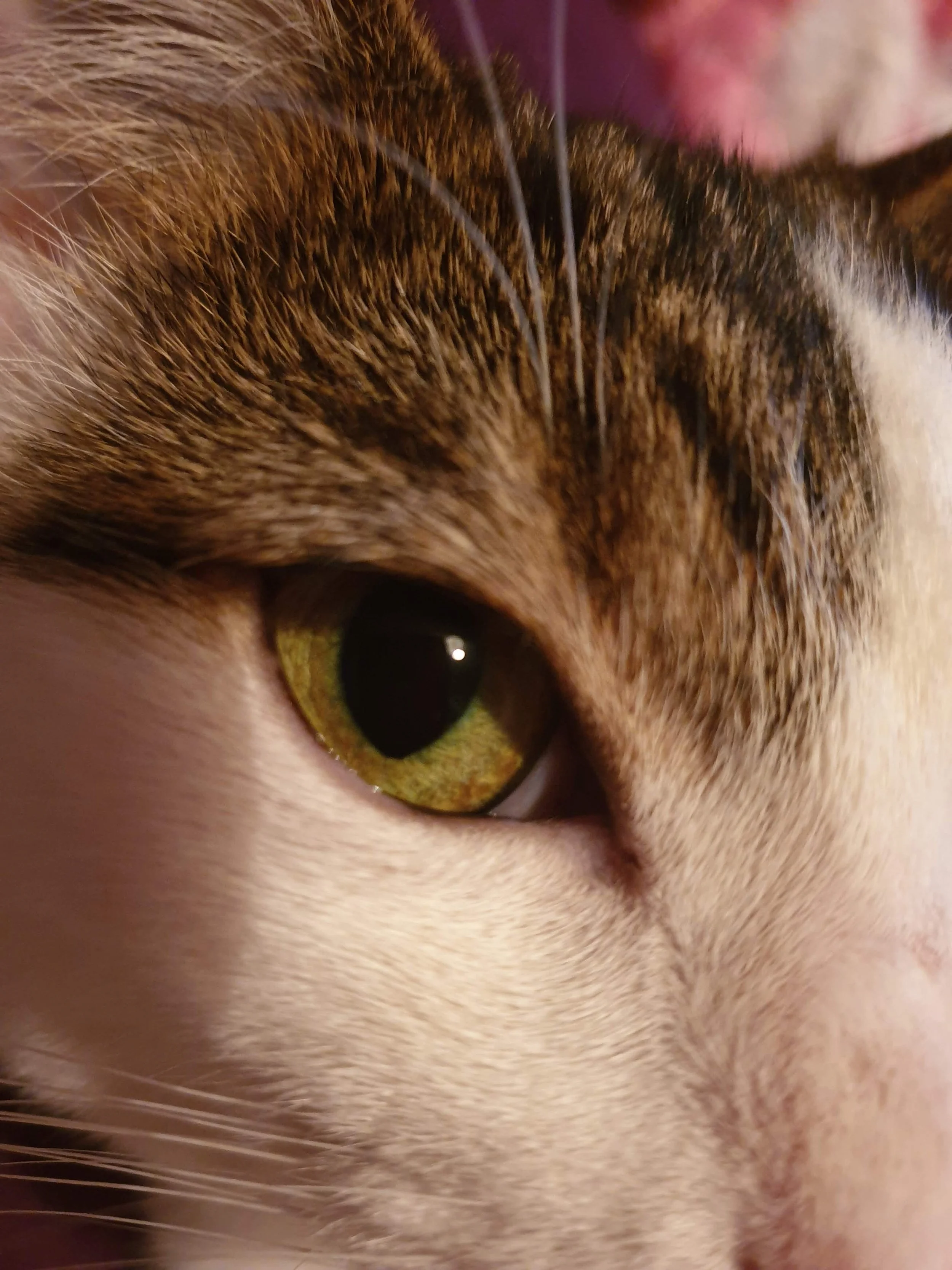 Close-up of a cat's eye, showing the intricate details of the iris, fur, and whiskers surrounding the eye.