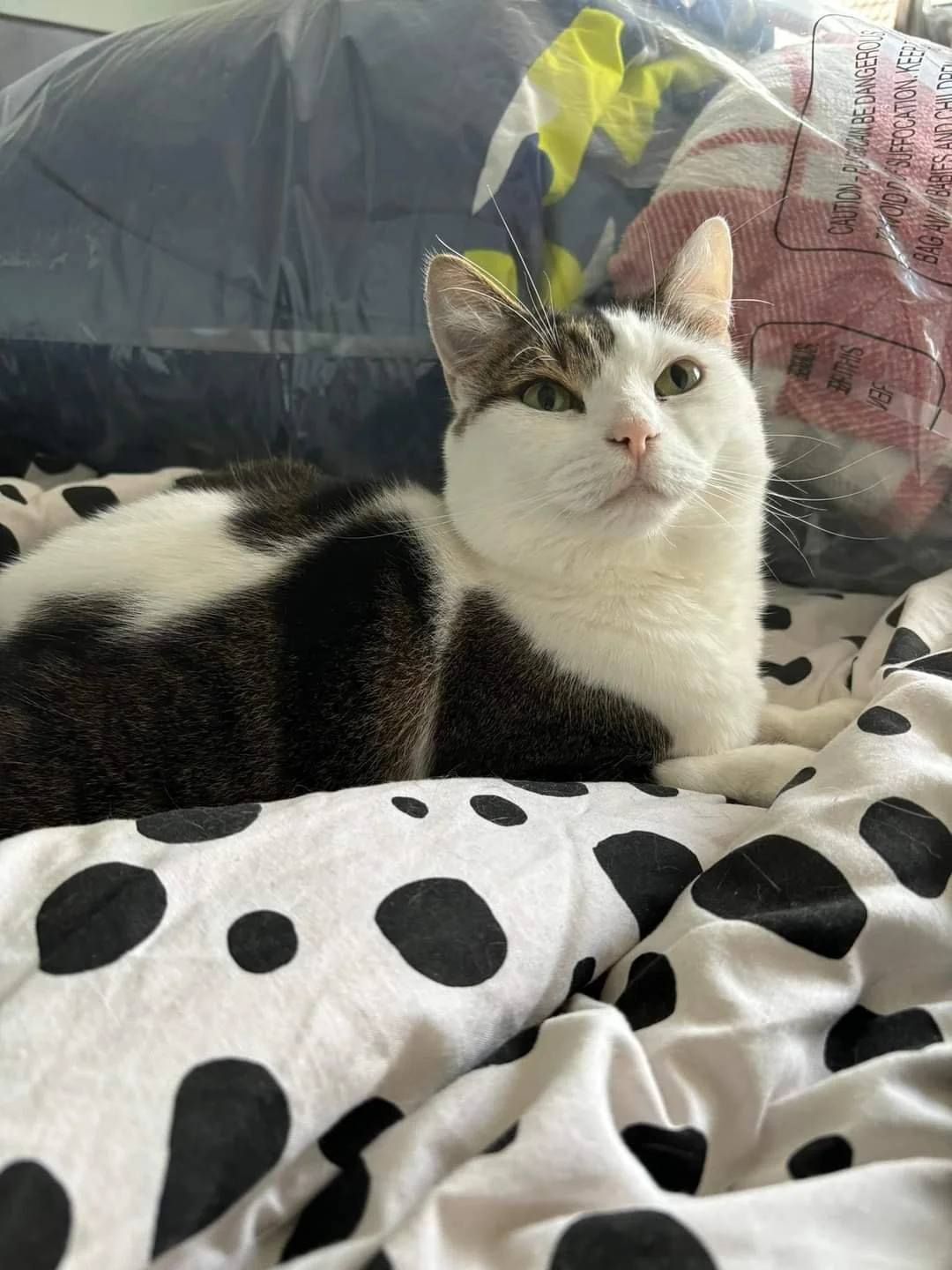 A white and tabby cat lying on a bed with a black and white polka dot blanket. The cat is looking at the camera with a calm expression. Behind the cat, there are plastic bags filled with clothes or other items.