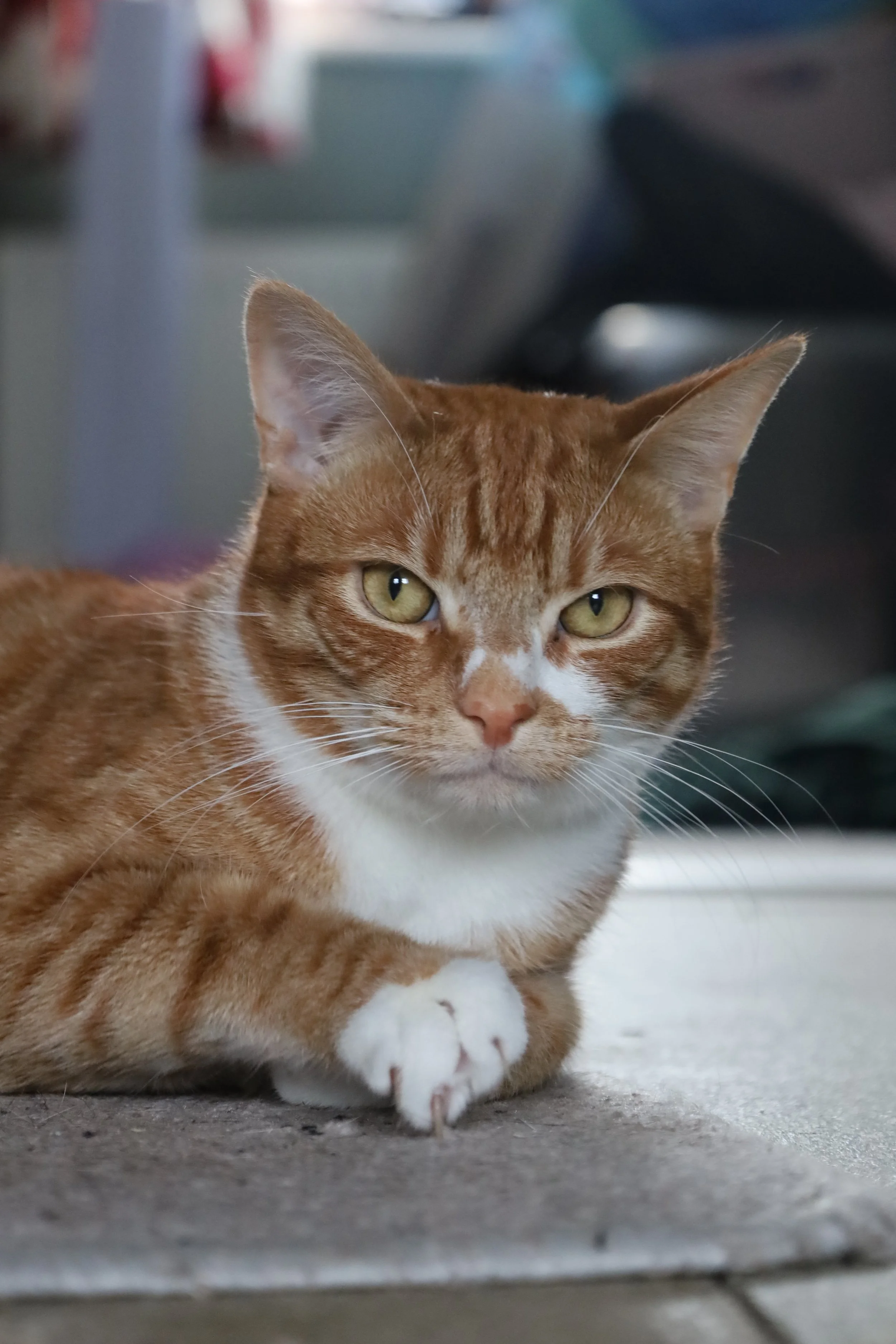 Close-up of an orange and white tabby cat lying on a textured surface, looking directly at the camera with piercing yellow eyes.