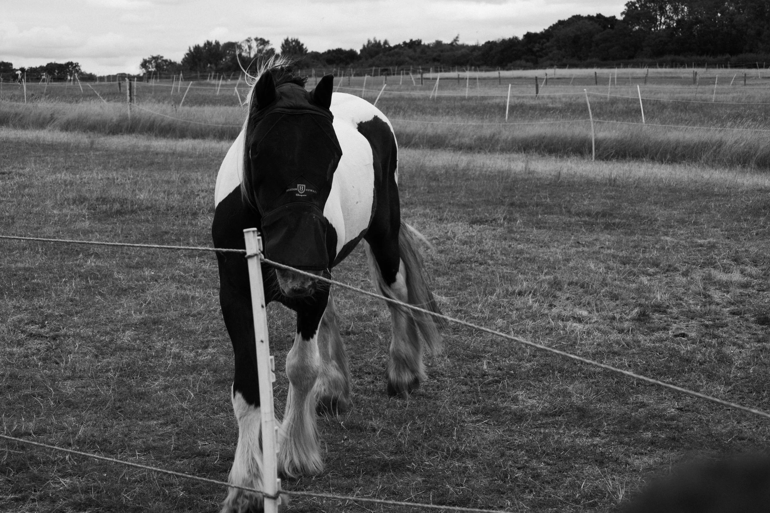 Black and white photo of a horse standing in a pasture, looking away, with a fence in front and trees in the background.