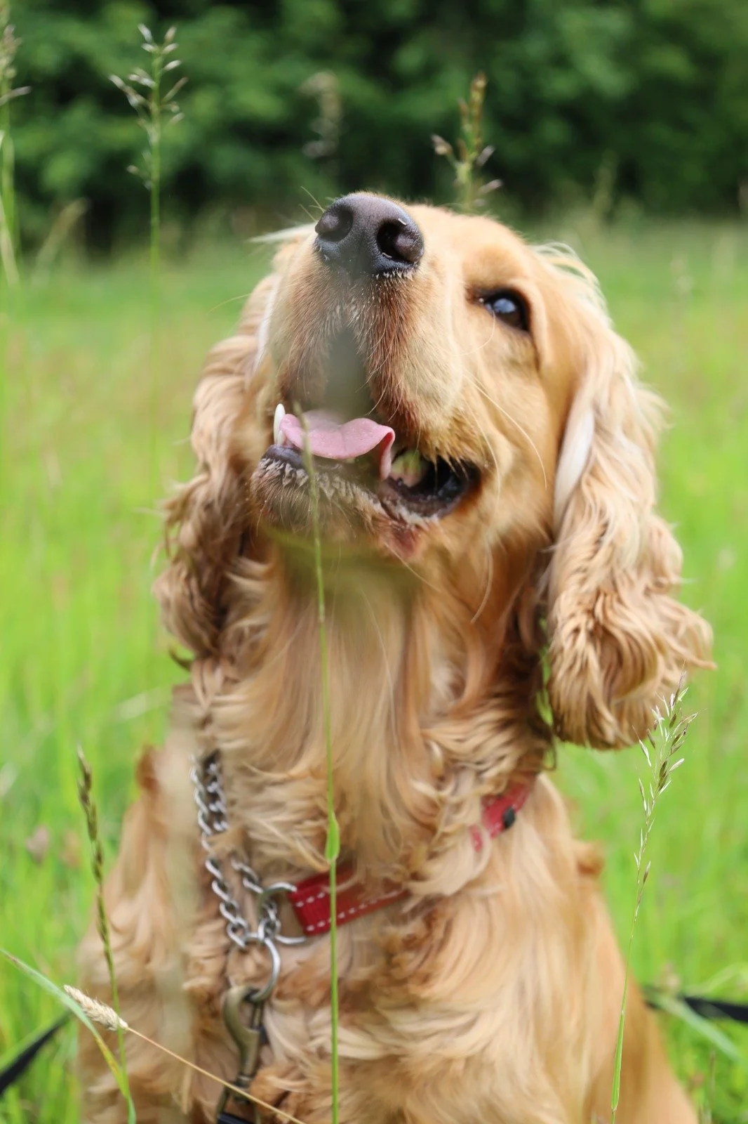Close-up of a happy golden retriever dog sitting in green grassy field with trees in background, looking up with tongue out.
