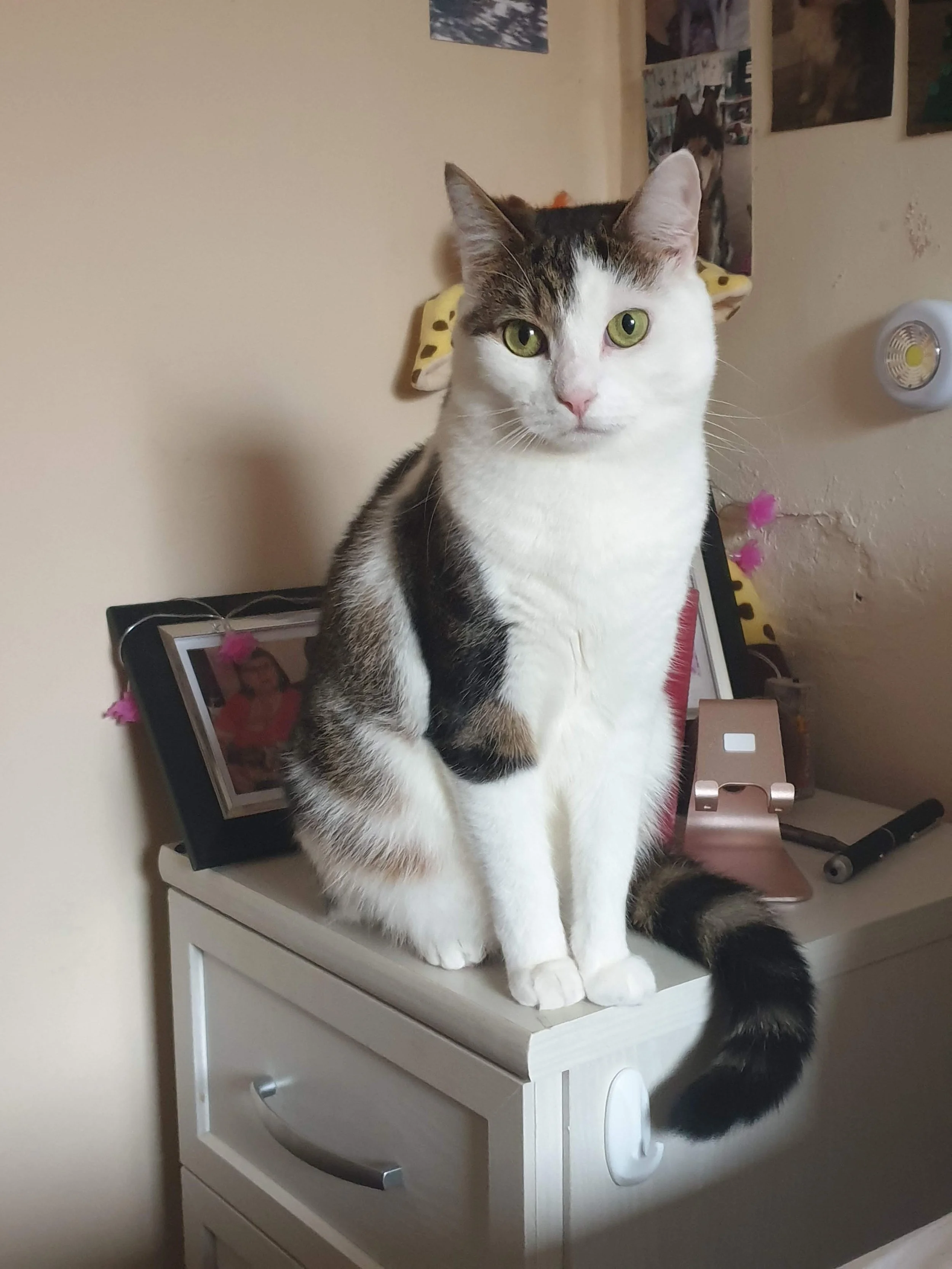 A white and gray tabby cat sitting on a white bedside table, with an electronic device, a small figurine, and framed photograph behind it. The wall has various pictures and posters.