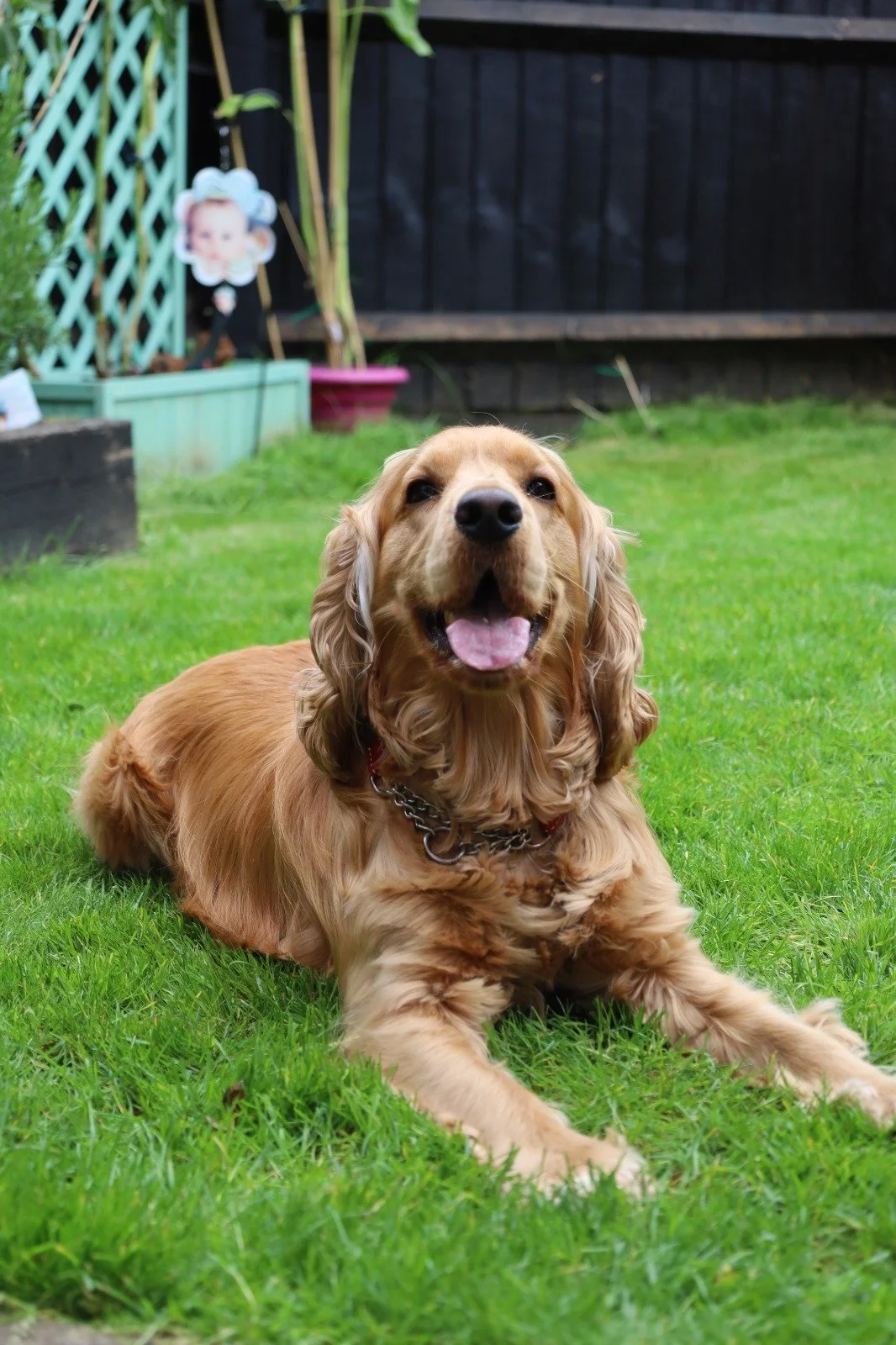 Golden retriever dog lying on green grass in a backyard garden with a black wooden fence and garden decorations in the background.