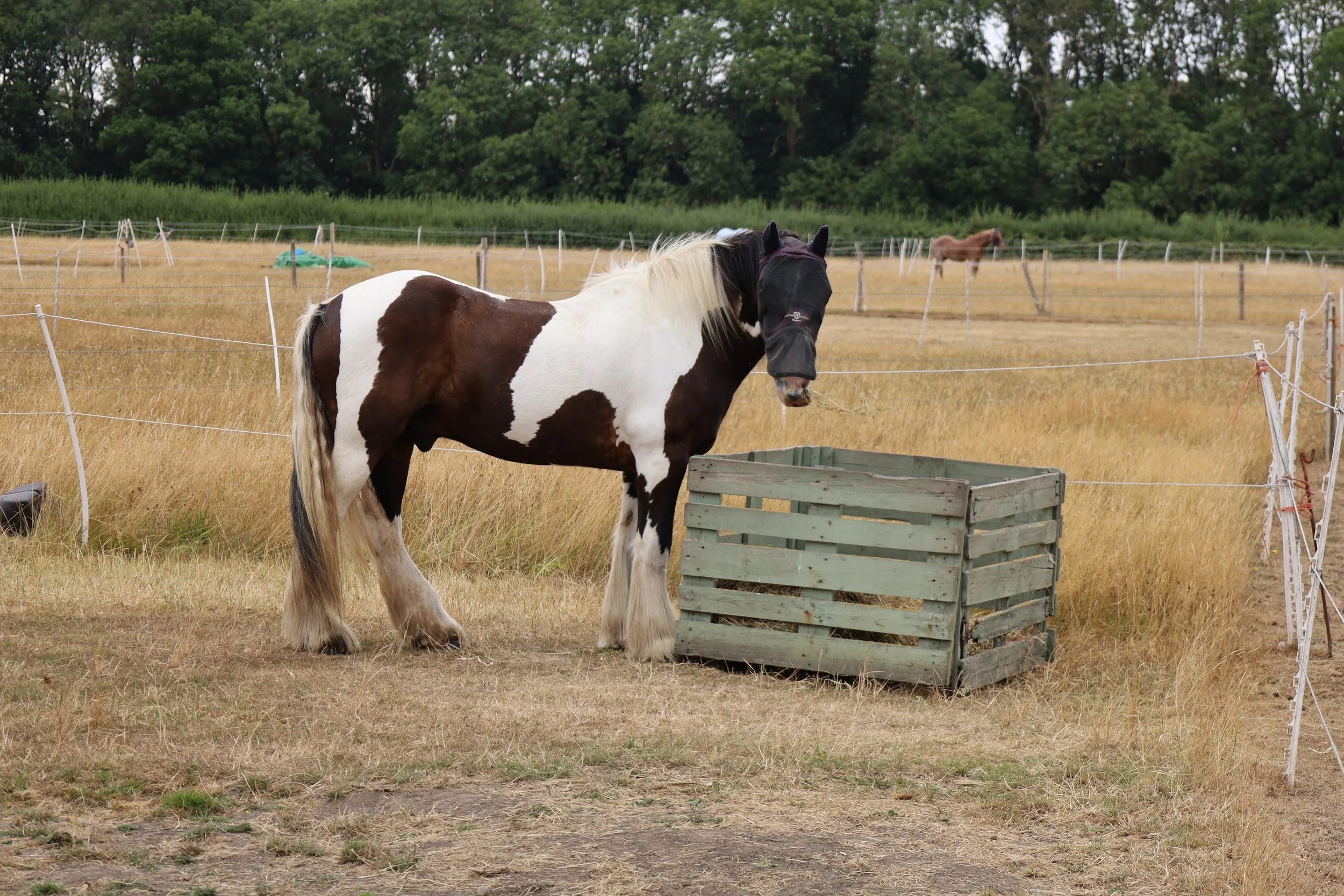A black and white horse with a fly mask standing in a pasture near a wooden feed container, with another horse grazing in the background and a line of trees at the edge of the field.