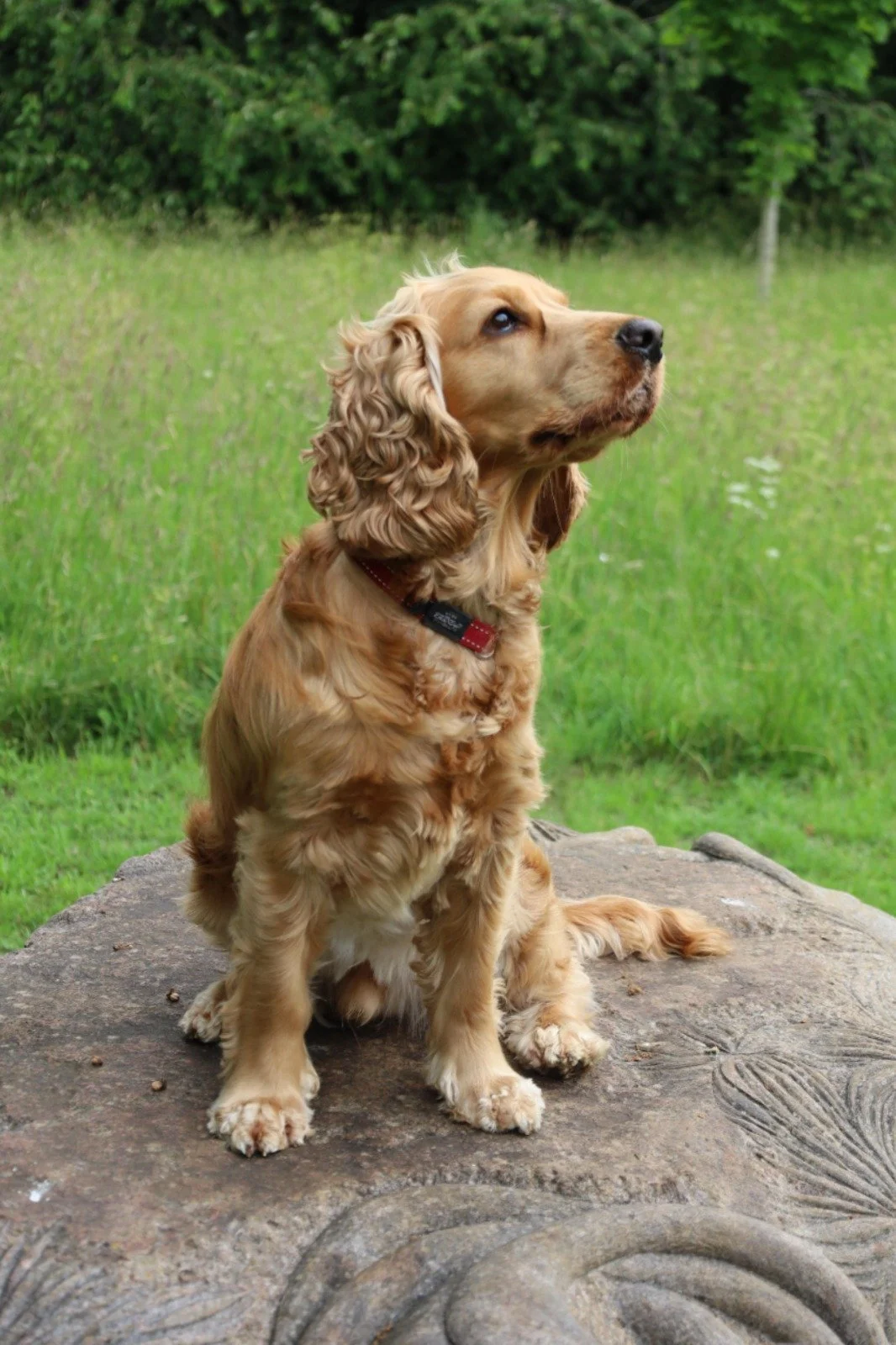 A golden Cocker Spaniel dog sitting on a rock outdoors with green grass and trees in the background.