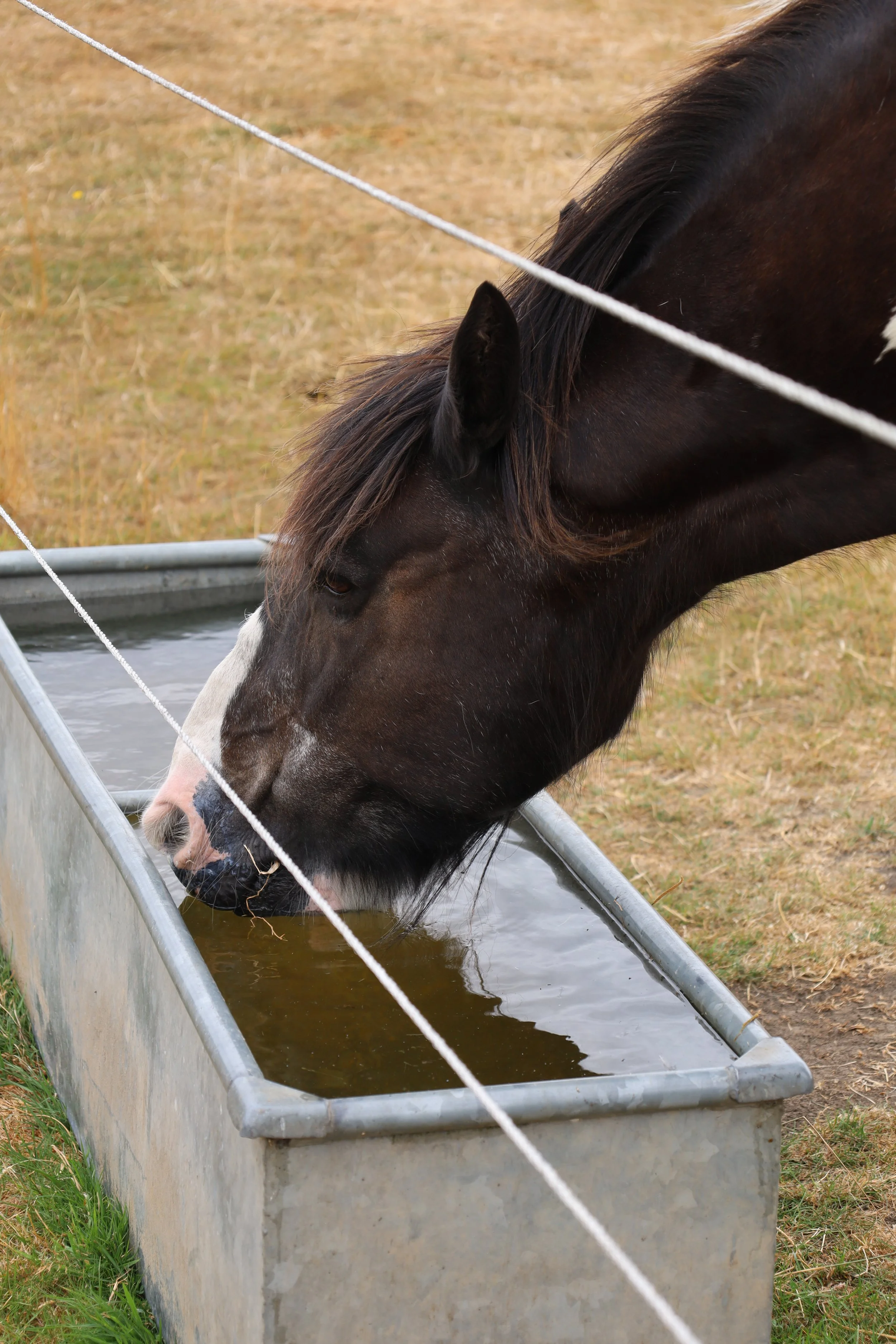 A black and white horse is drinking water from a long metal trough, fenced off with white rope, on a grassy field.